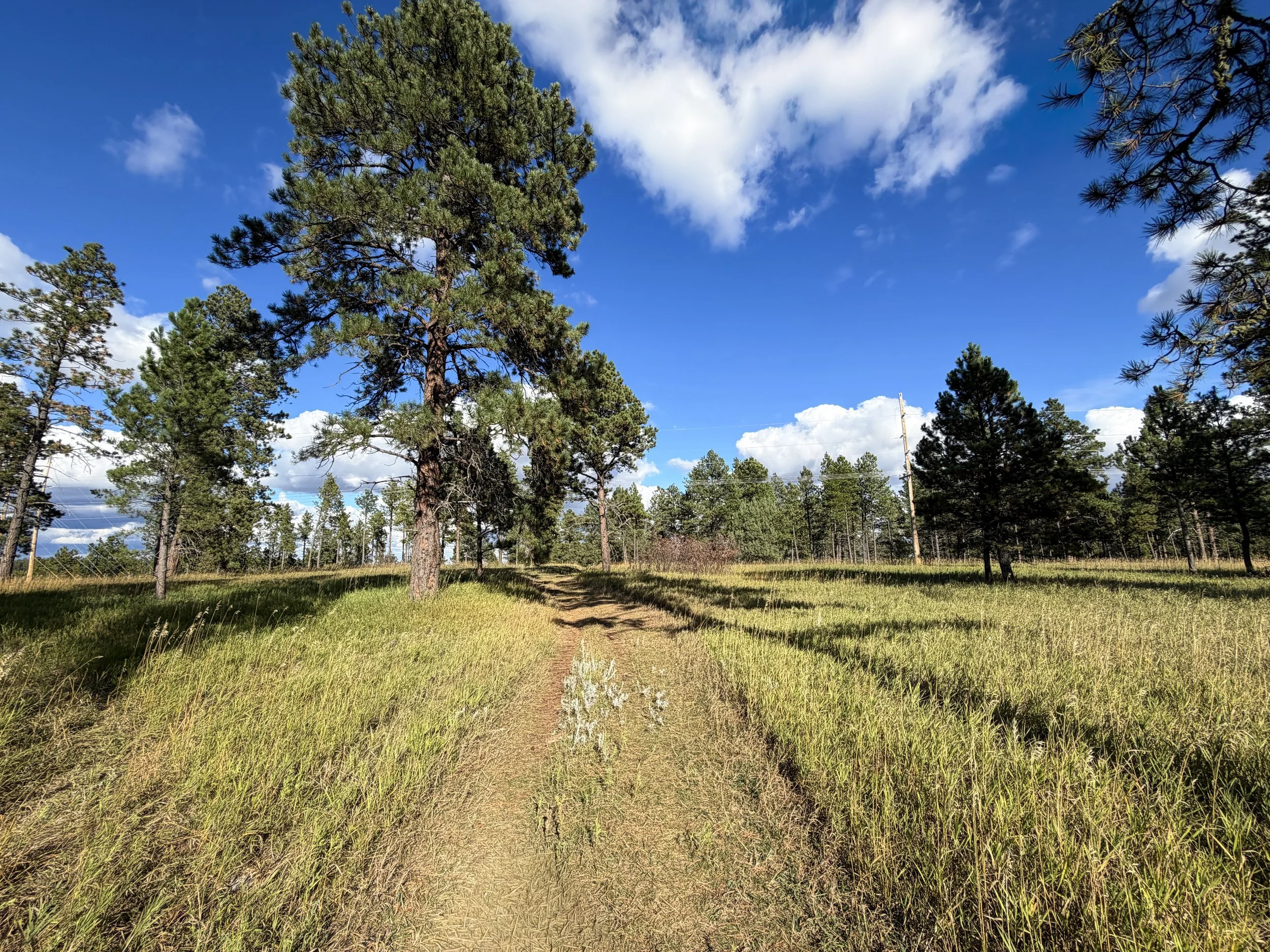 Stratobowl Rim Trail Black Hills South Dakota
