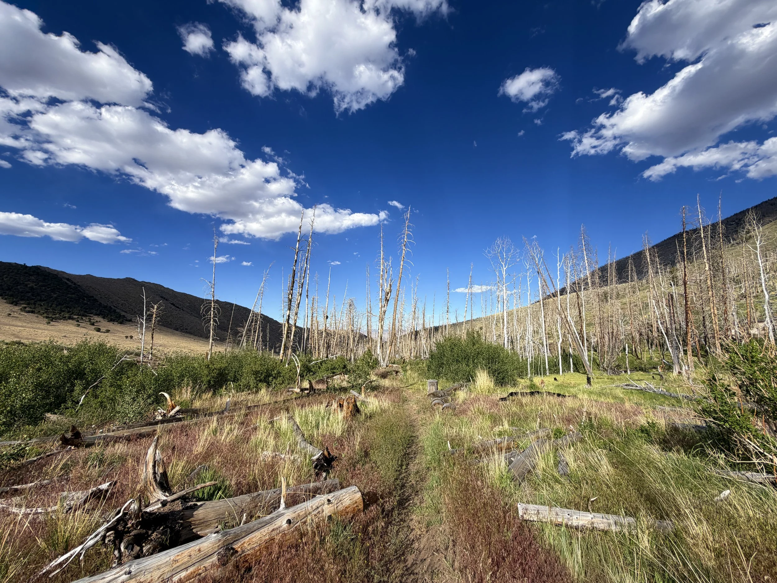 Sage Steppe Loop Trail Great Basin National Park Nevada