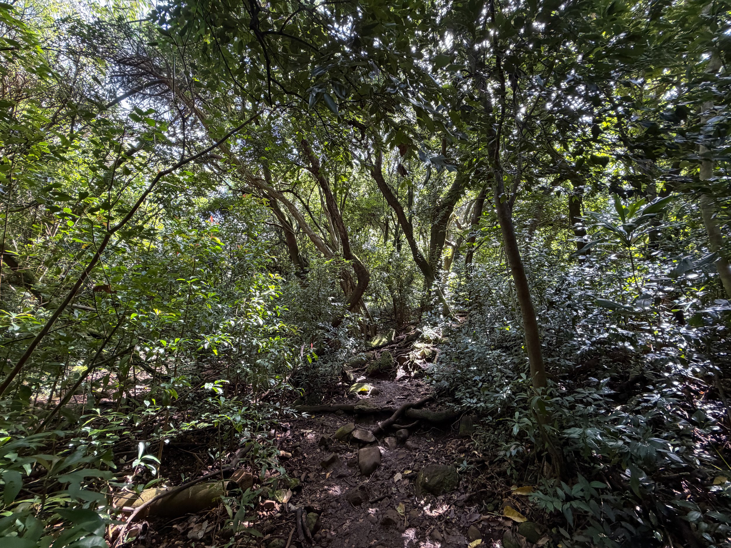 Lulumahu Falls Hike Oahu Hawaii