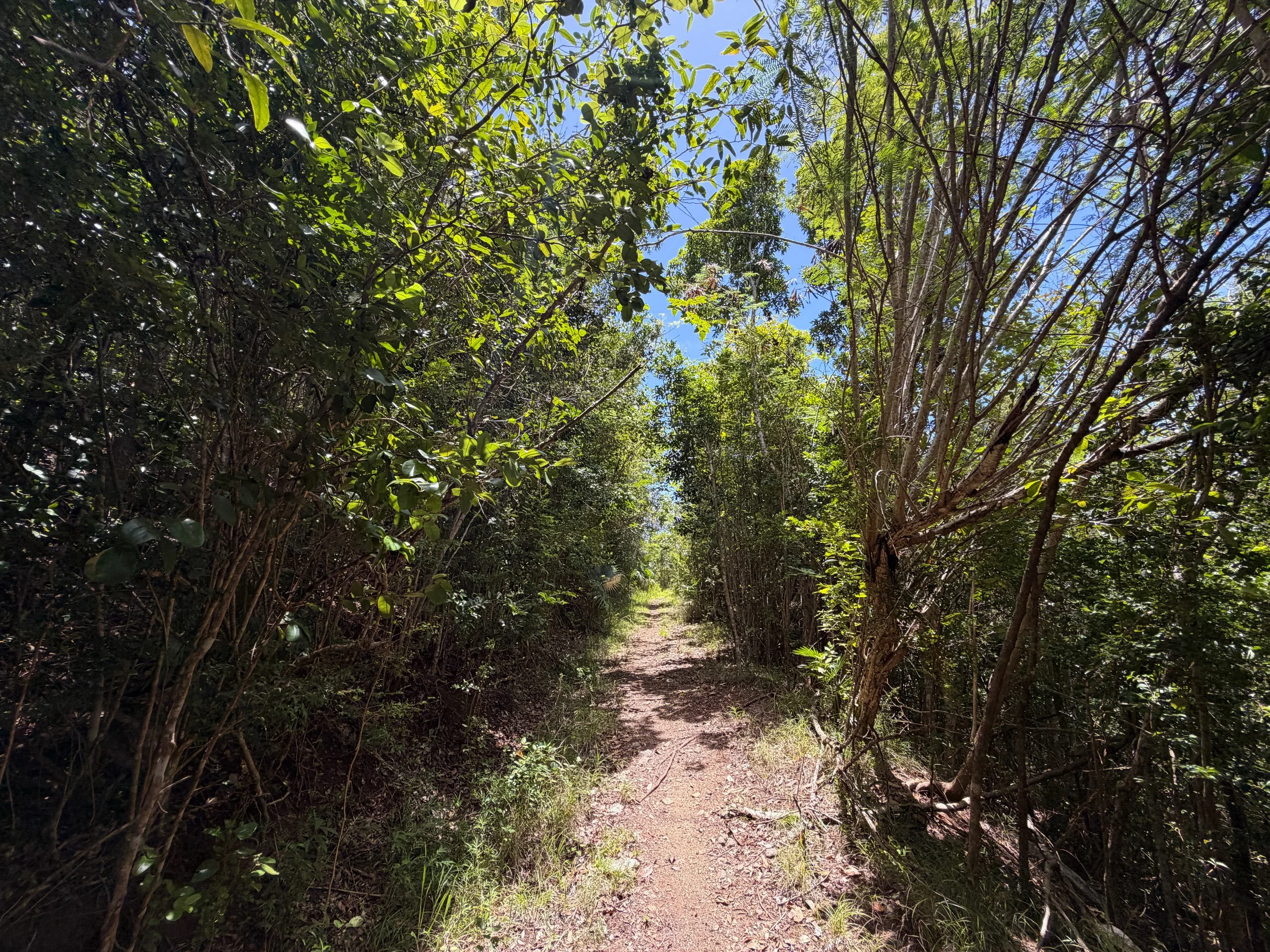 LEsperance Trail Virgin Islands National Park