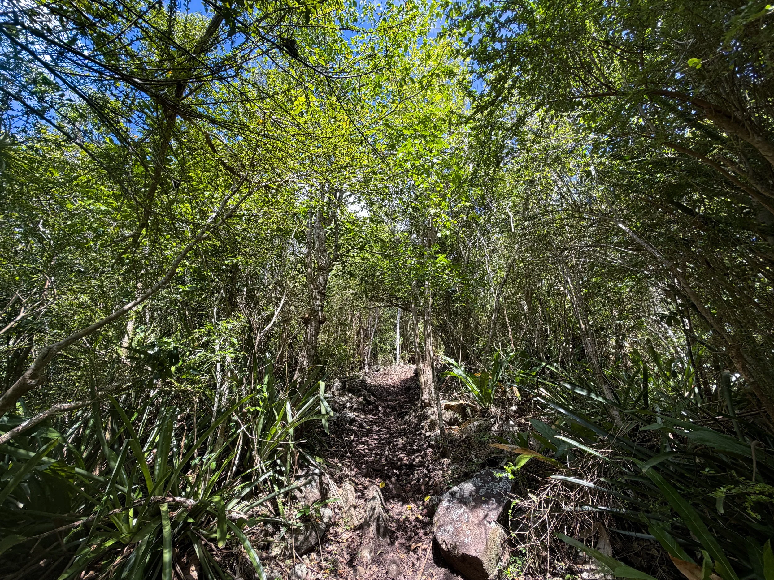 Caneel Hill Hike to Margaret Hill Virgin Islands National Park
