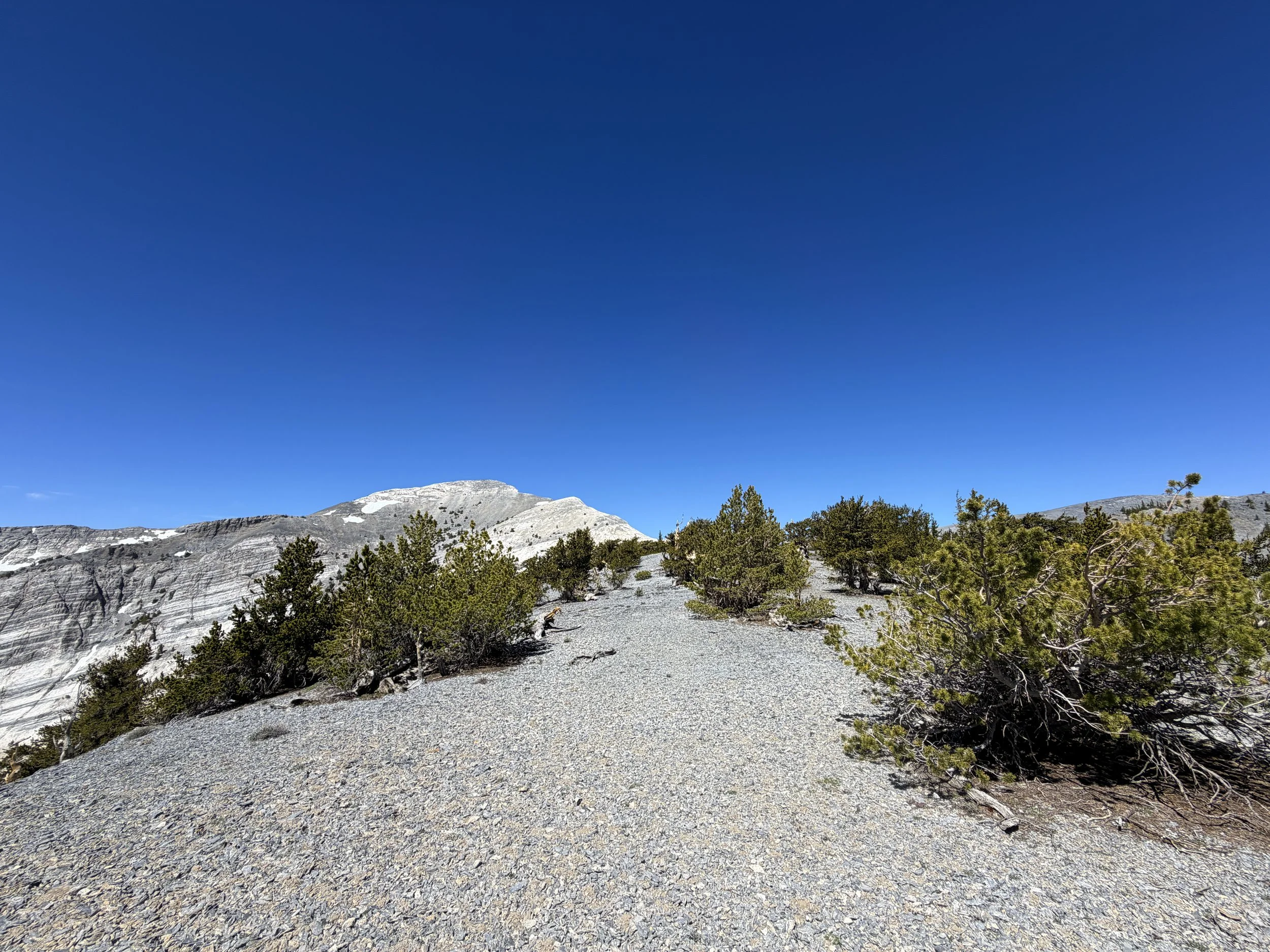 Magic Grove Snake Divide Trail Great Basin National Park Nevada