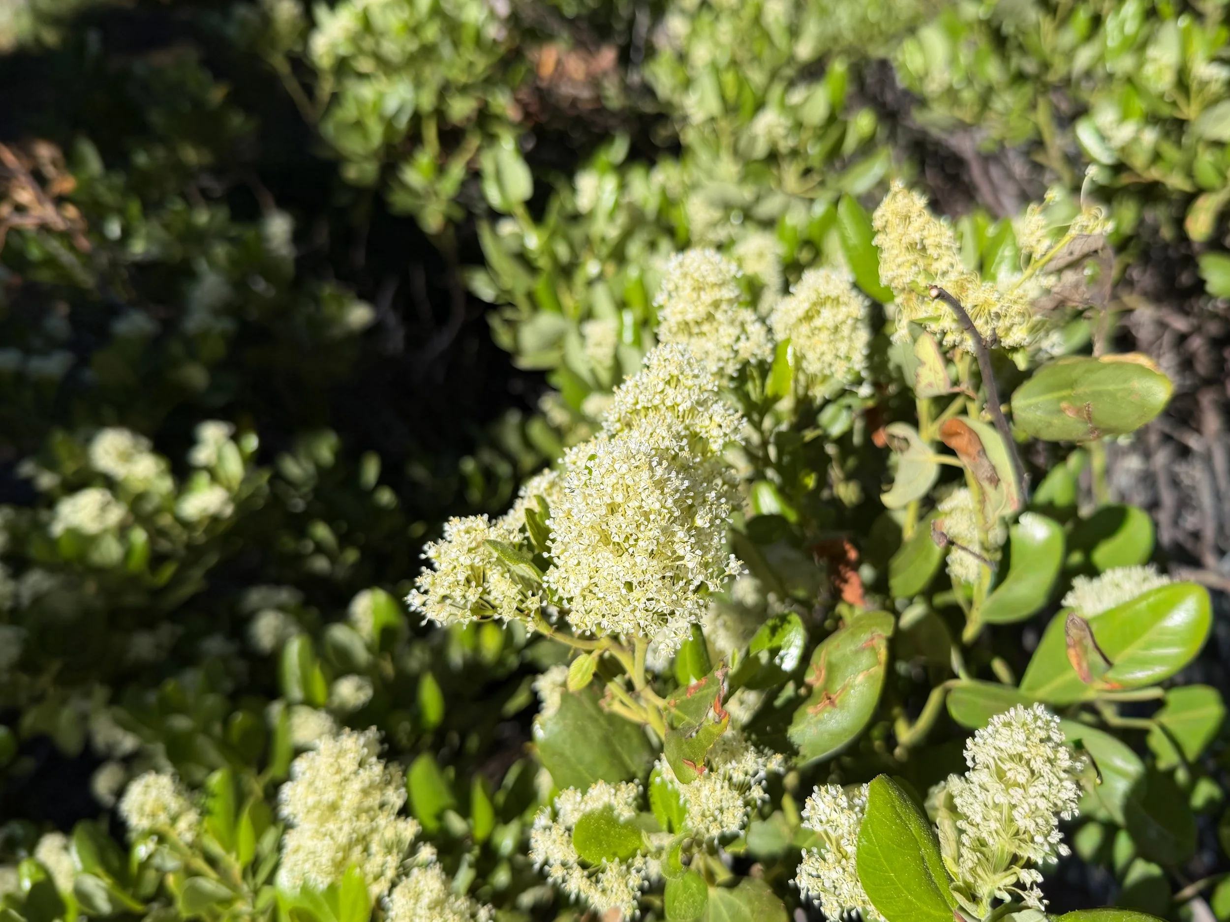 Snowbrush Ceanothus velutinus