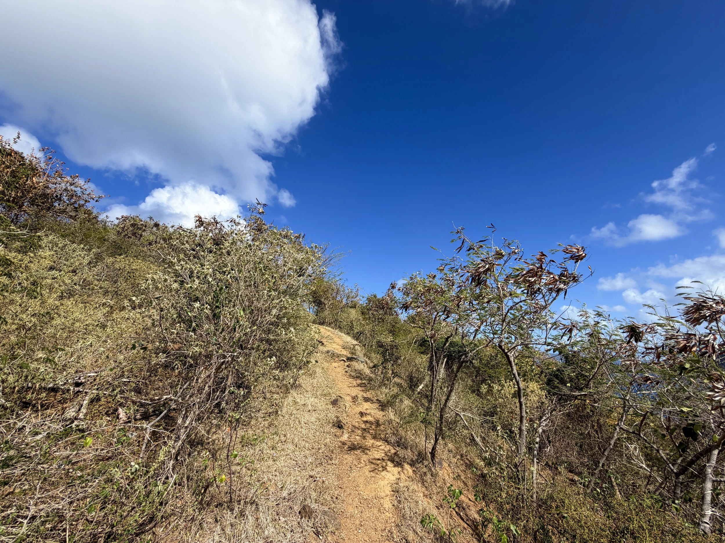 Windy Hill Trail Johnny Horn Virgin Islands National Park