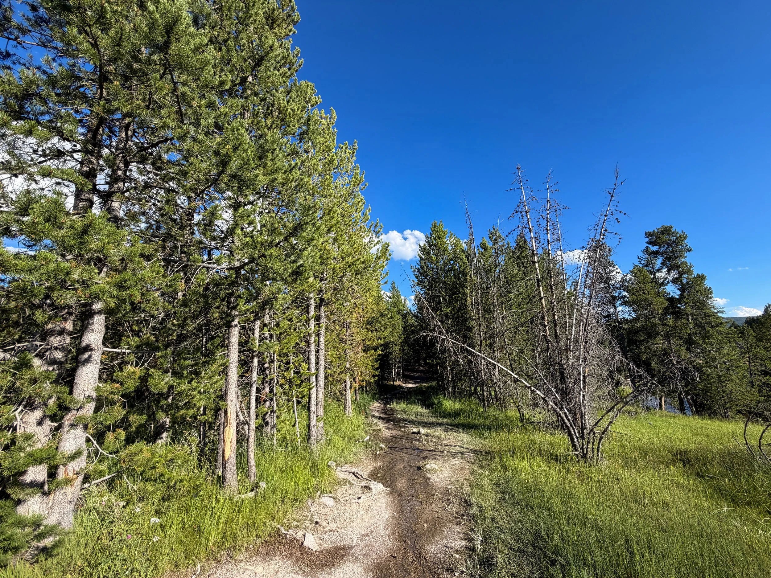 Biscuit Basin to the Morning Glory Pool Artemisia Trail Yellowstone National Park Wyoming