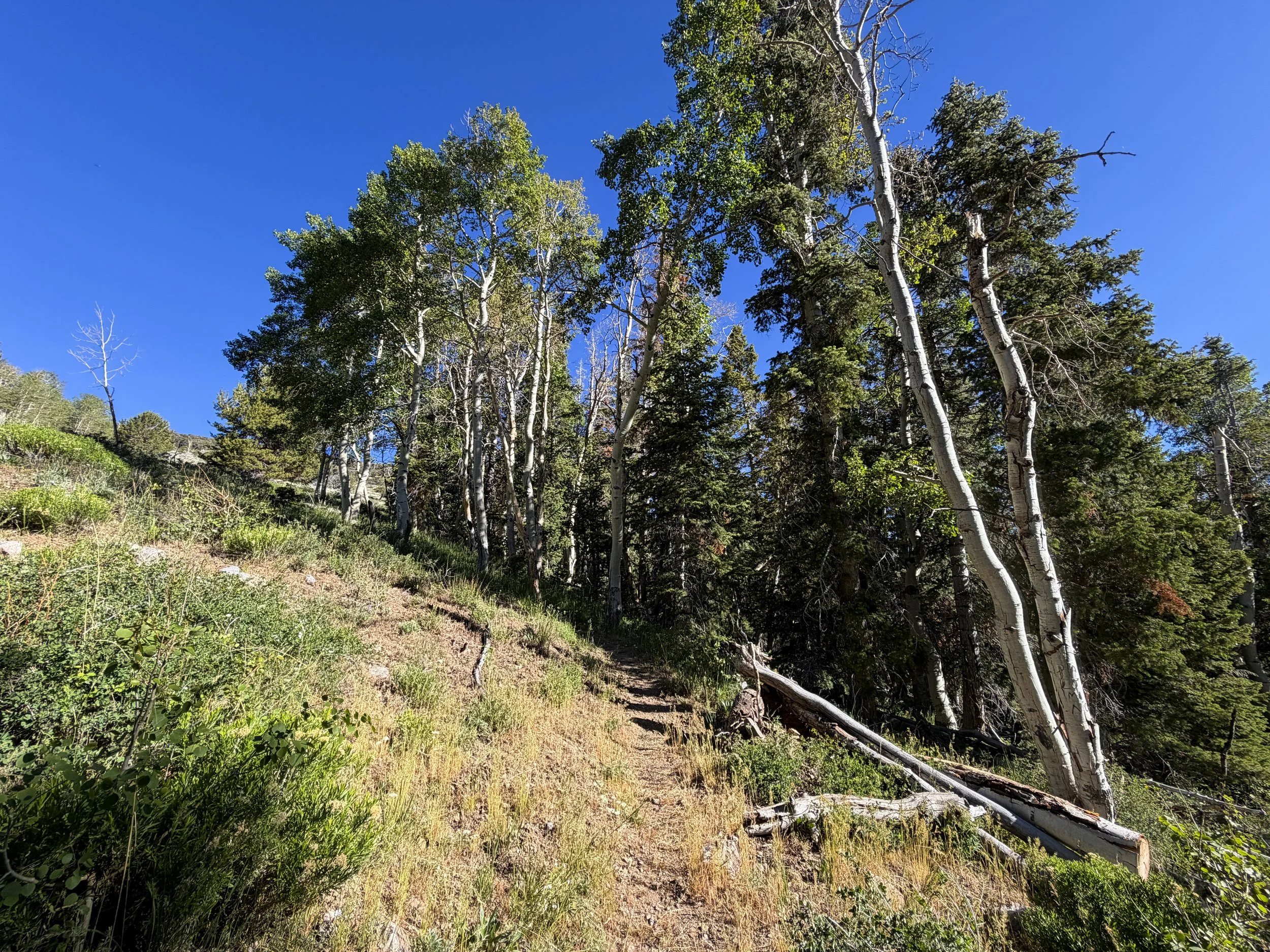 Upper Strawberry Trail Great Basin National Park Nevada