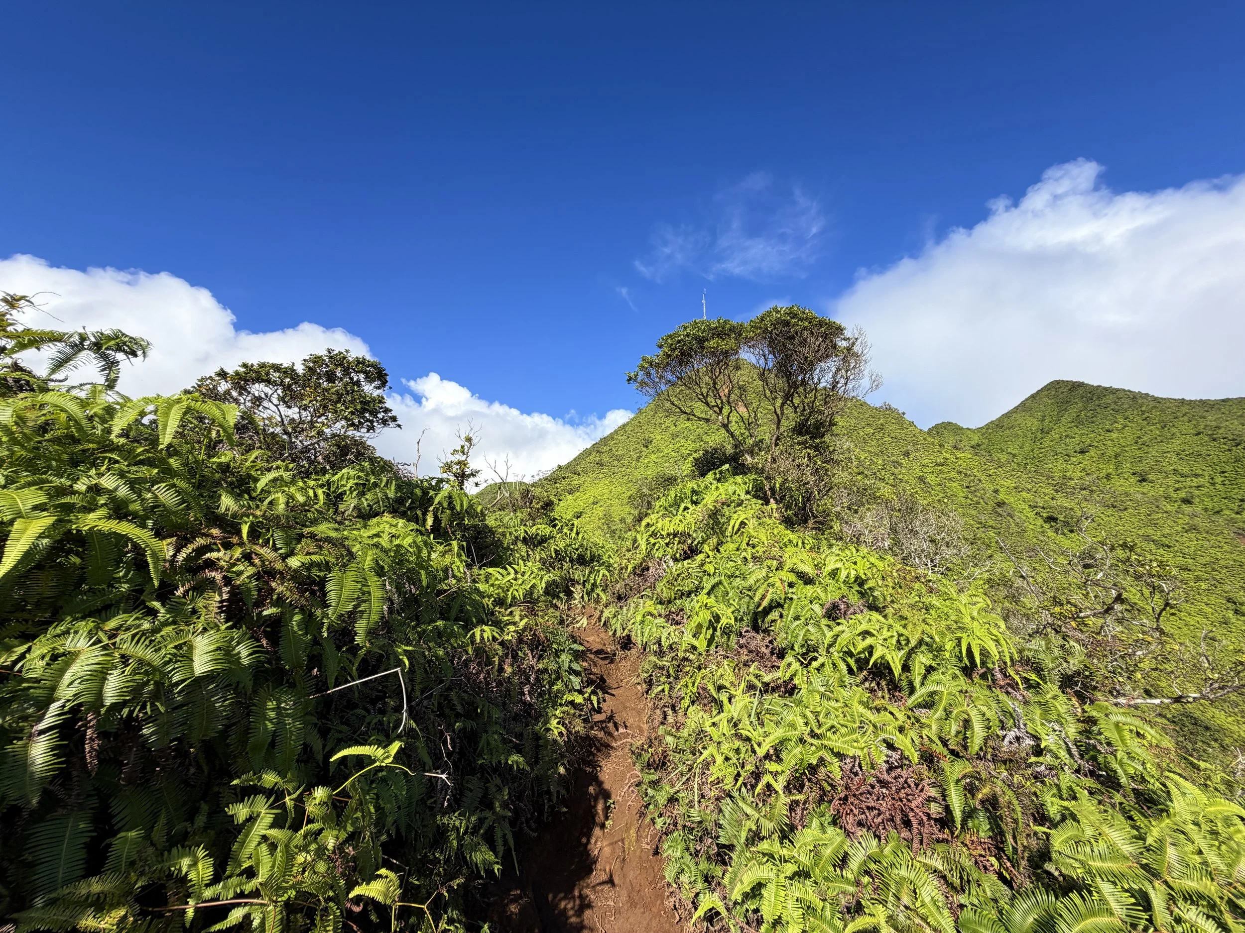 Wiliwilinui Ridge Trail Stairs Oahu Hawaii