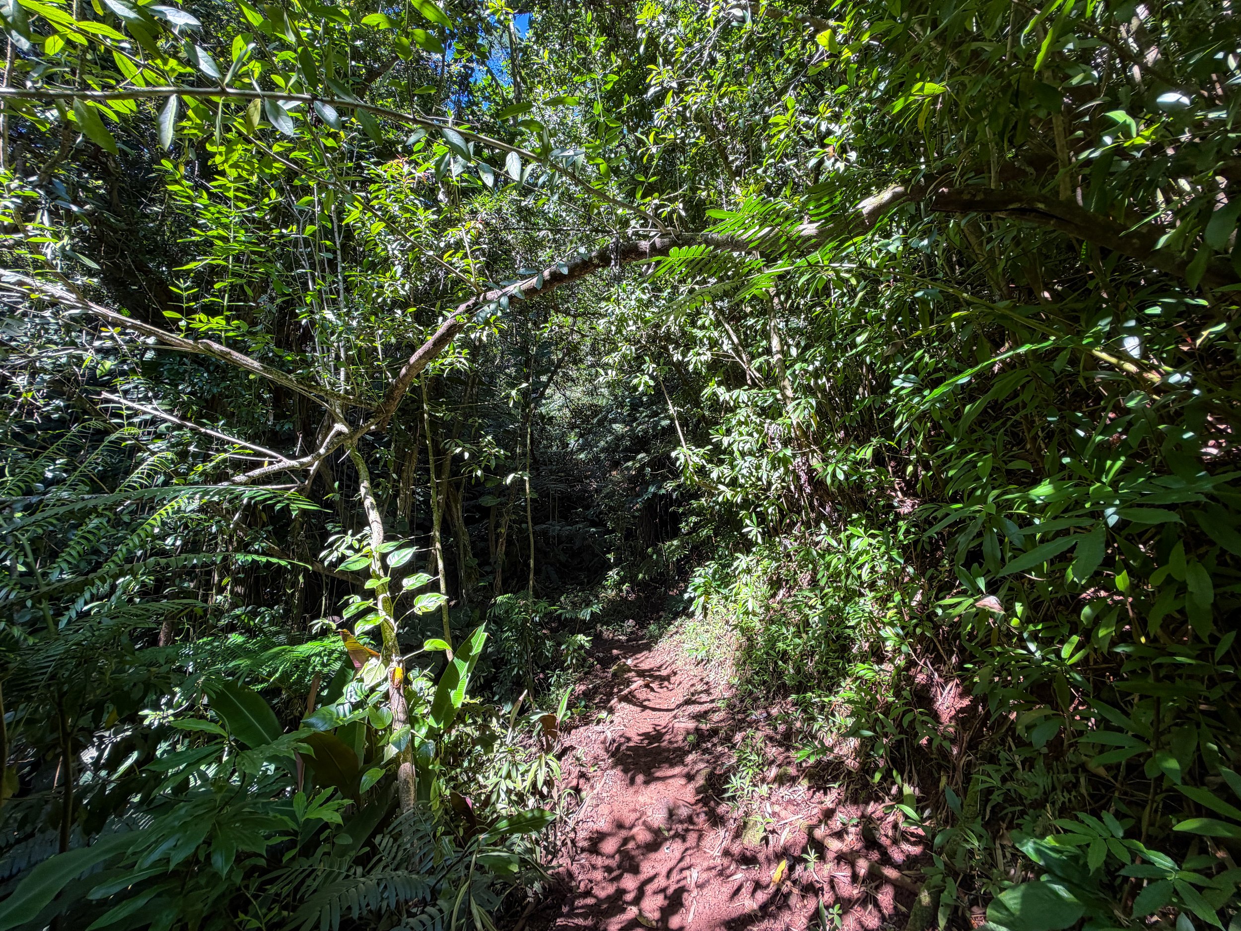 Aihualama to Pauoa Flats Trail Oahu Hawaii