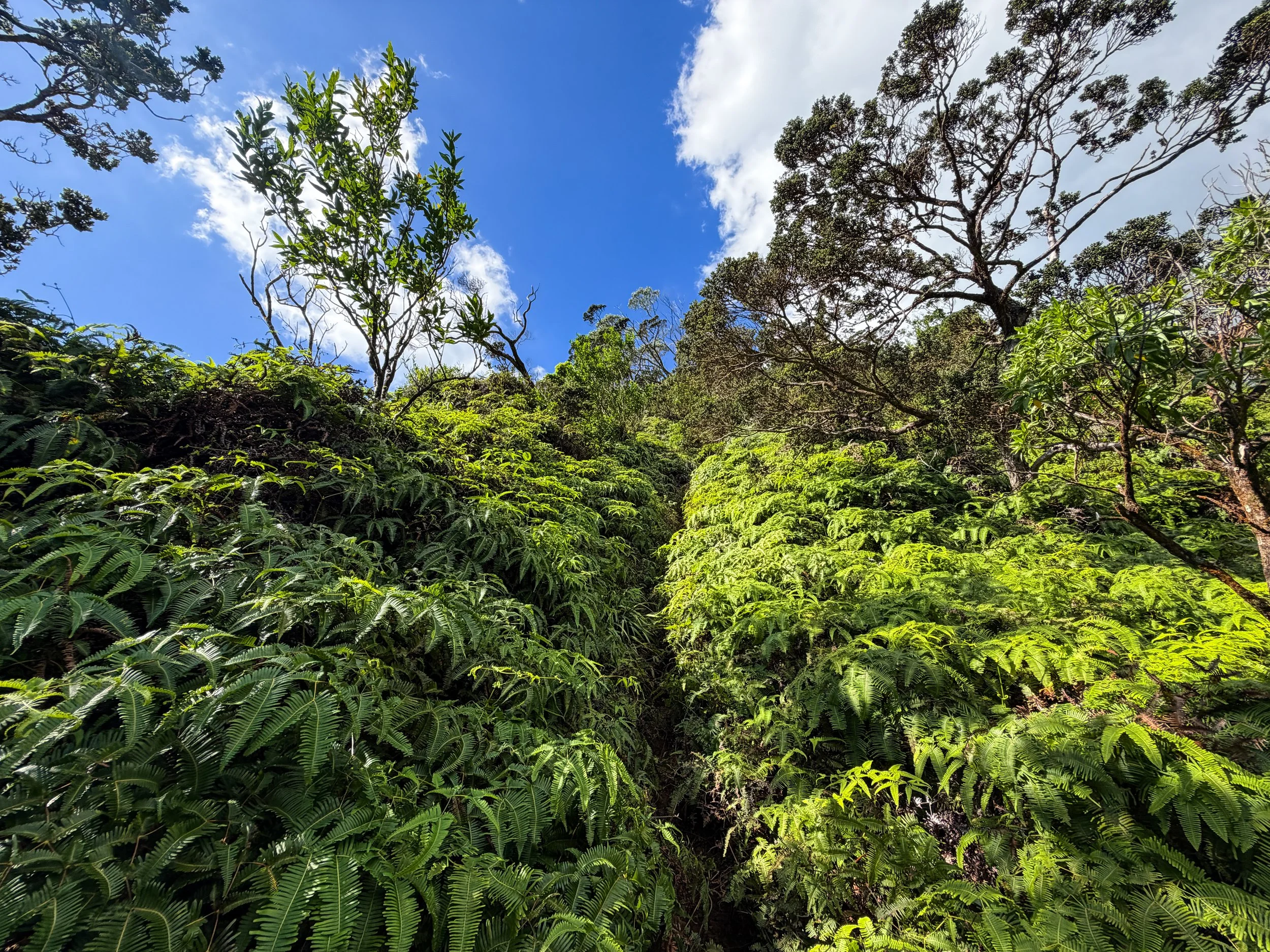 Kaau Crater Hike Oahu Hawaii