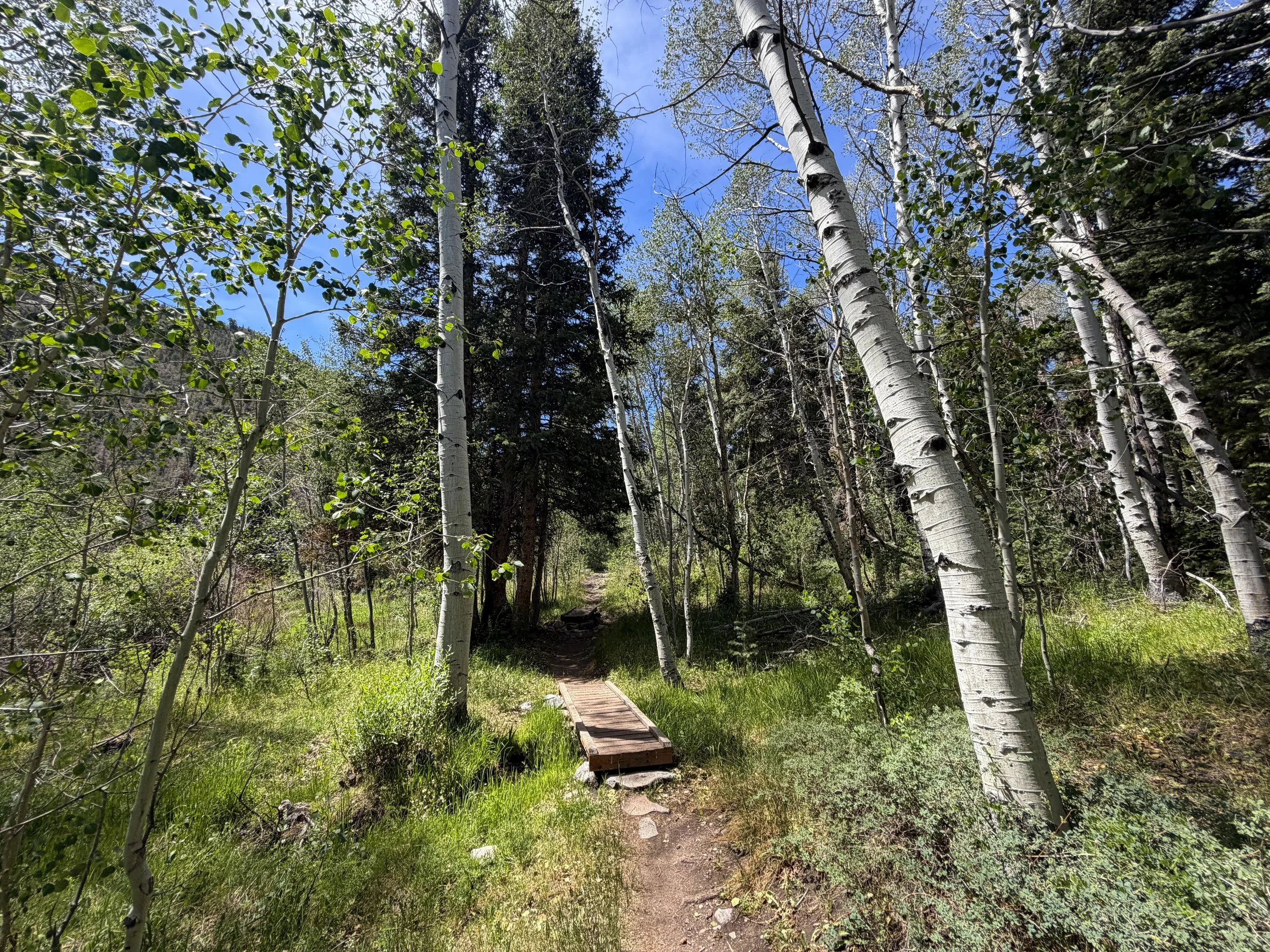 Timber Creek Trail Great Basin National Park Nevada