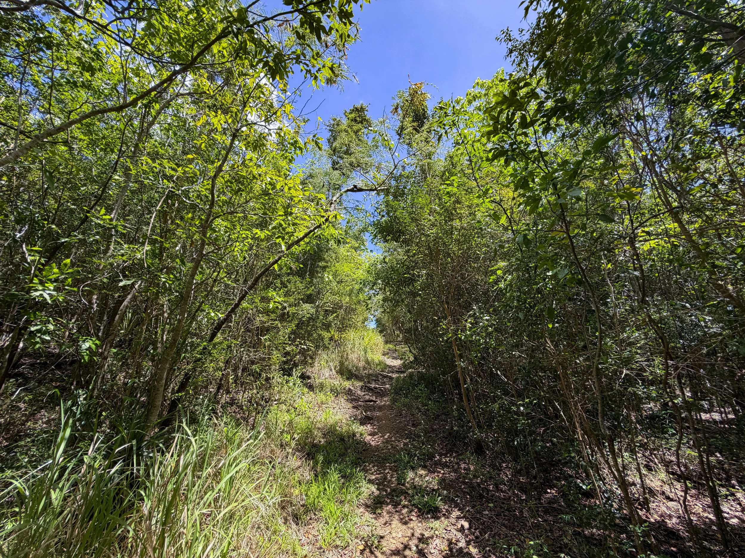 L'Esperance Trail to Genti Bay Virgin Islands National Park