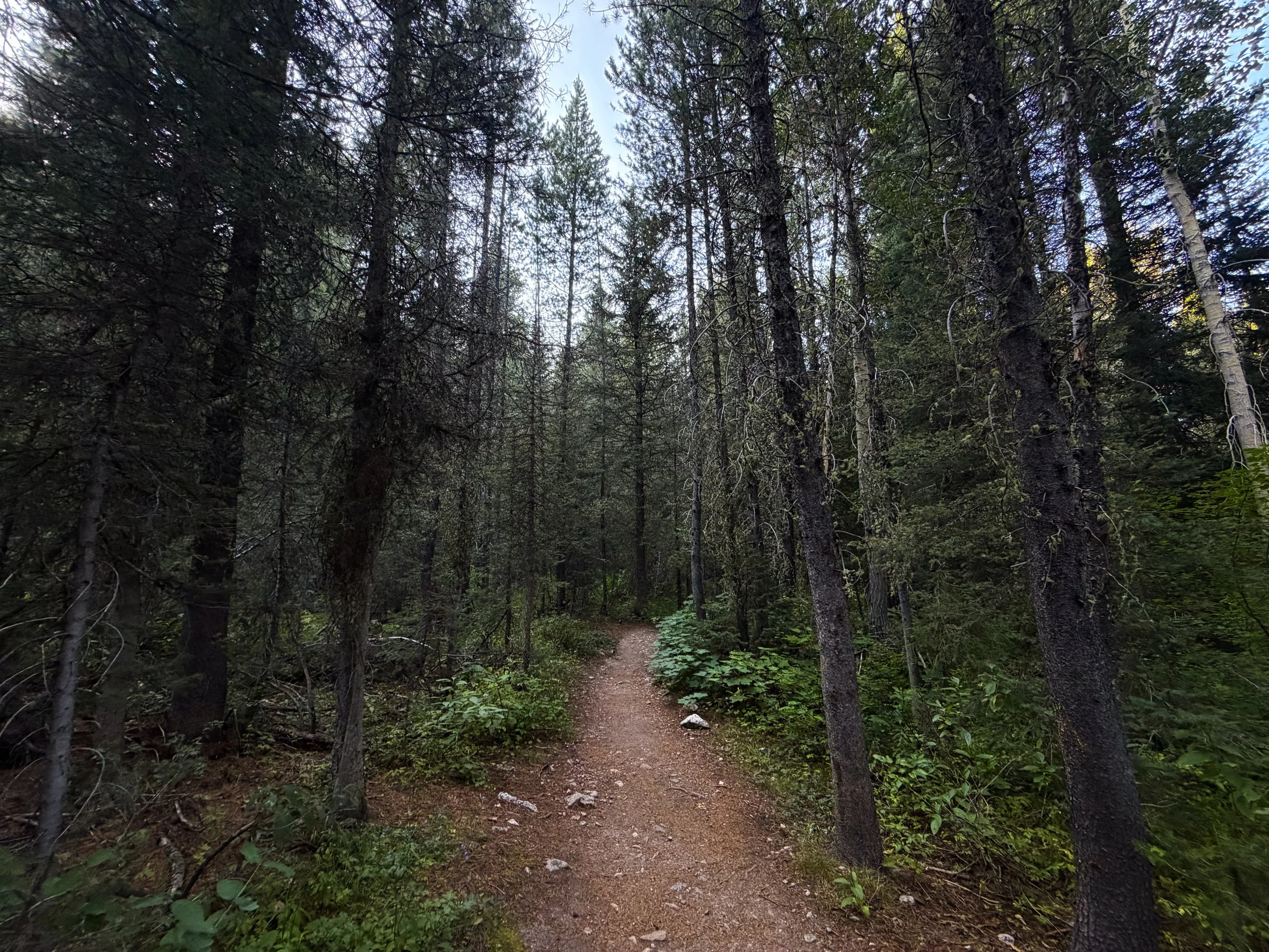 Moose Ponds Loop Hike Grand Teton National Park Wyoming