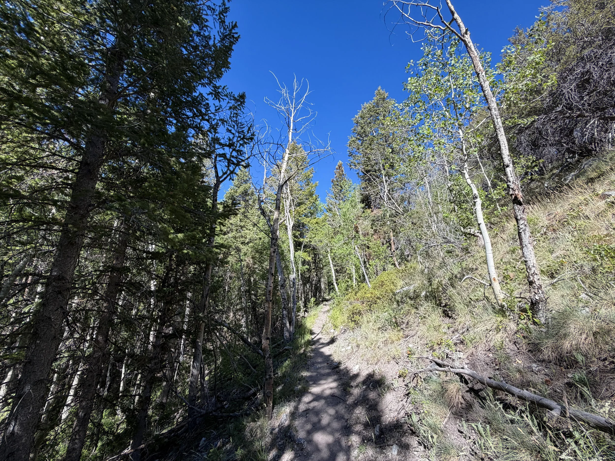 Baker Lake Trail Great Basin National Park Nevada