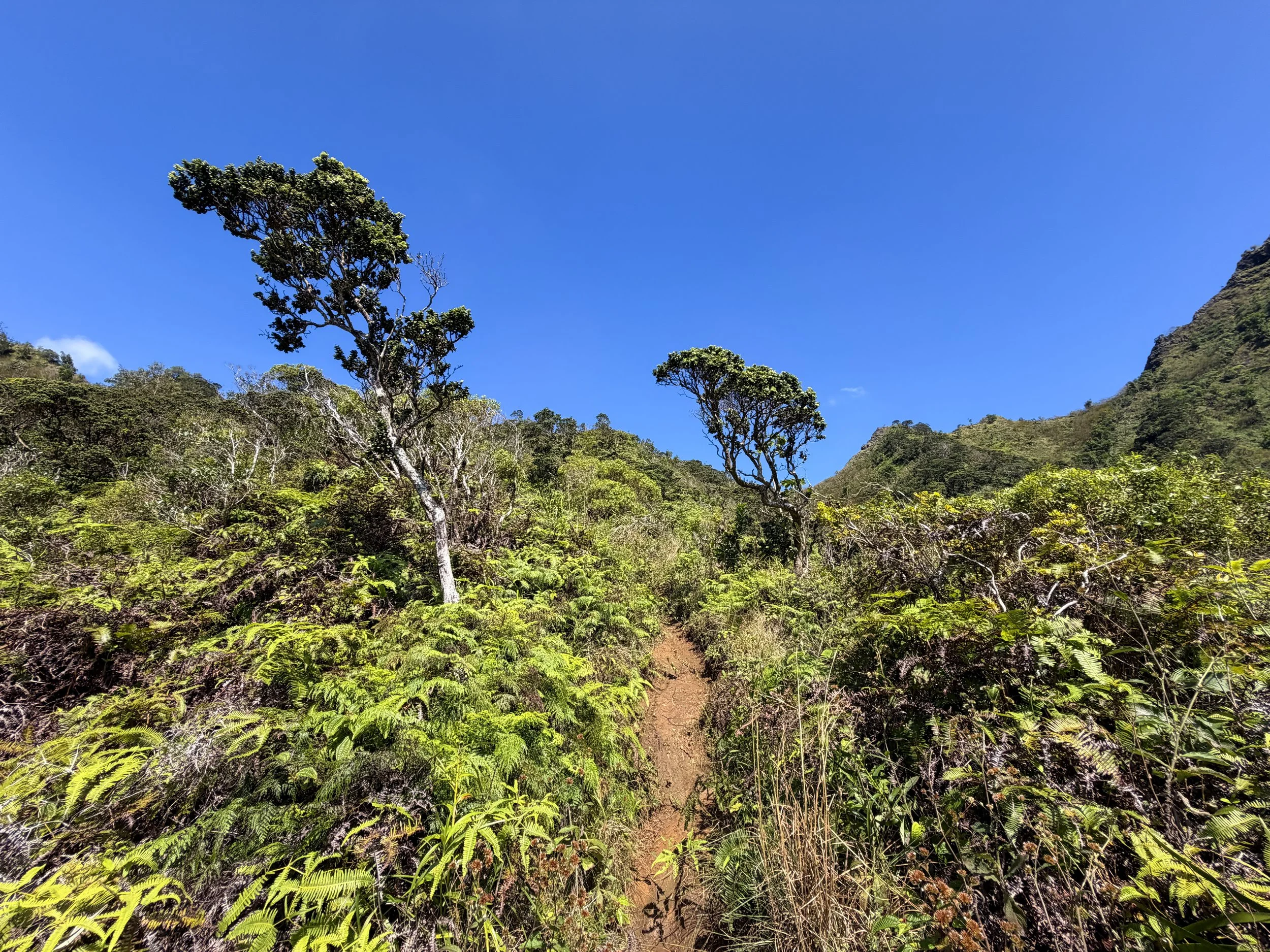 Kulanaahane Ridge Trail Oahu Hawaii
