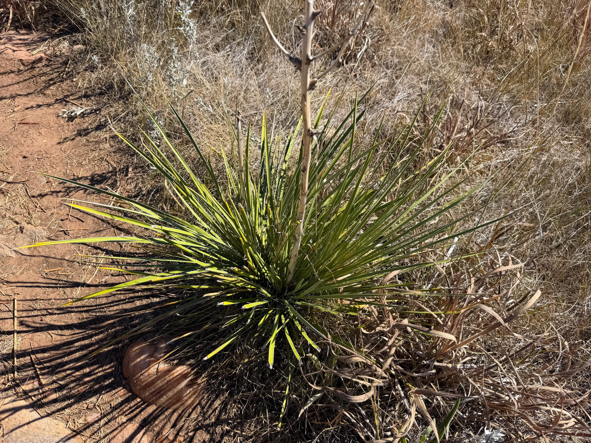 Great Plains Yucca glauca