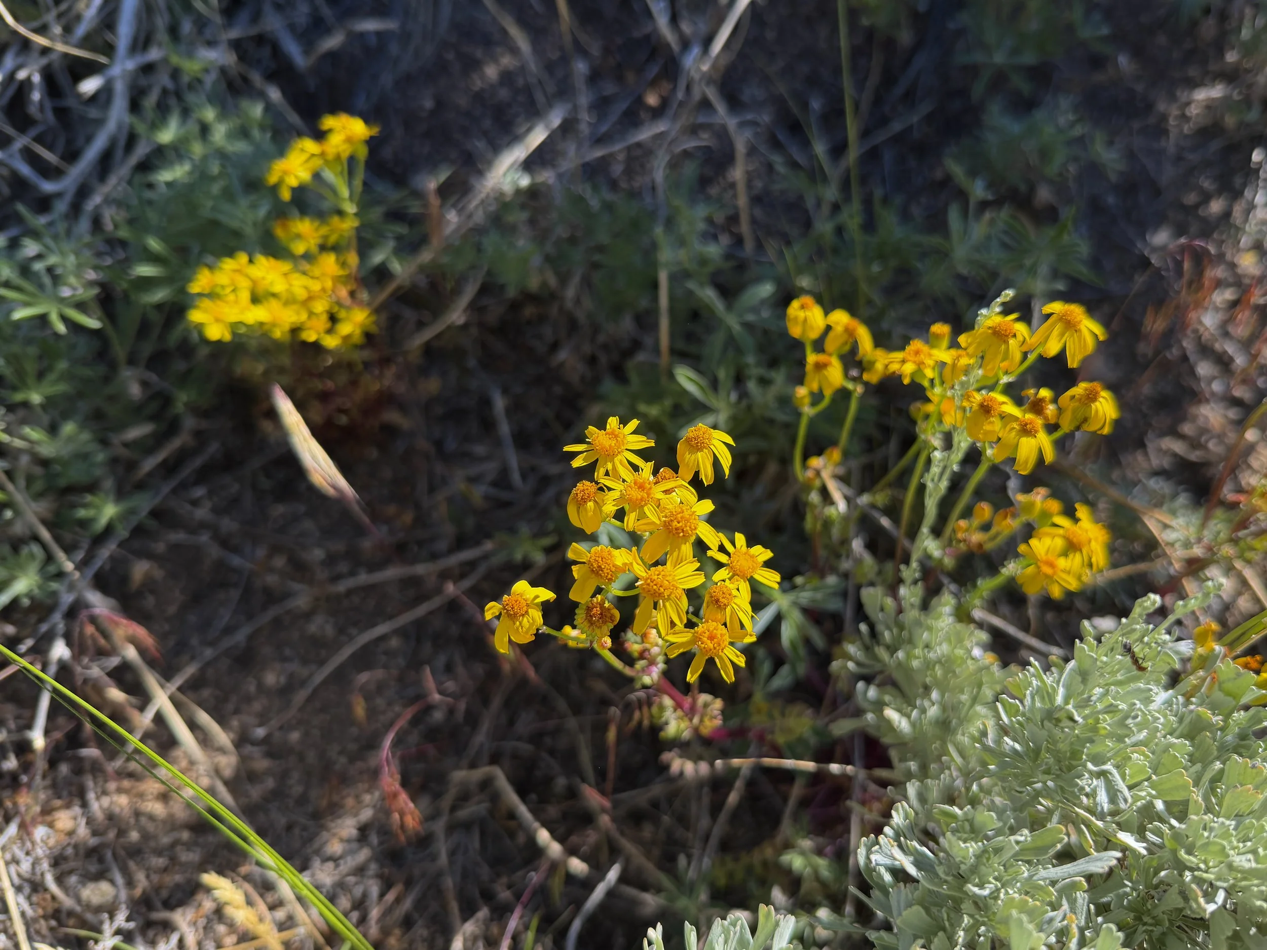 Lobeleaf Groundsel Packera multilobata