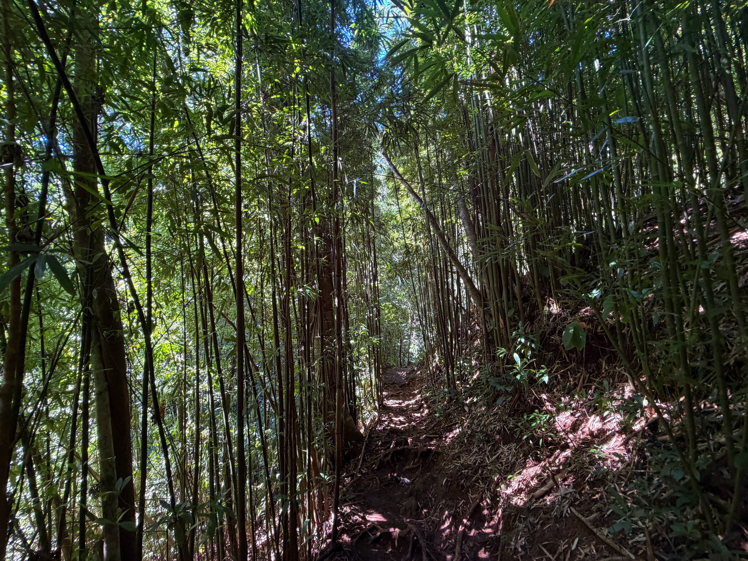Aihualama to Pauoa Flats Trail Oahu Hawaii
