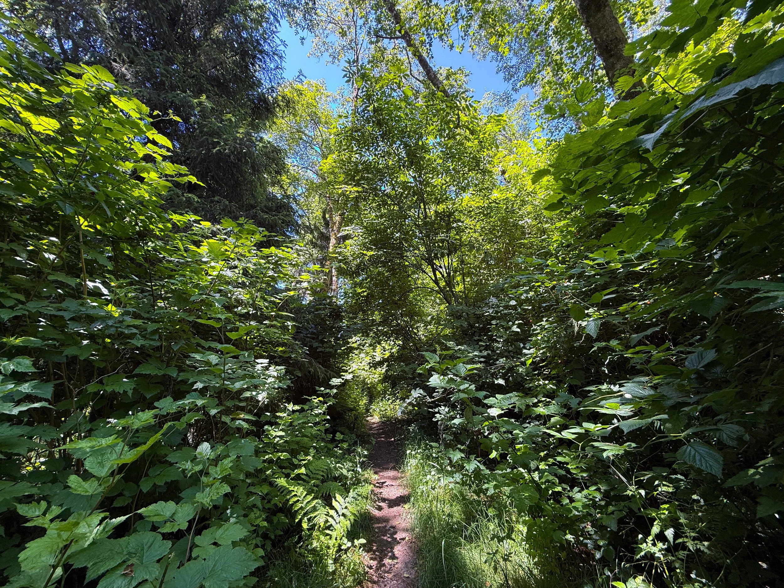 Ossagon Trail Prairie Creek Redwoods State Park California