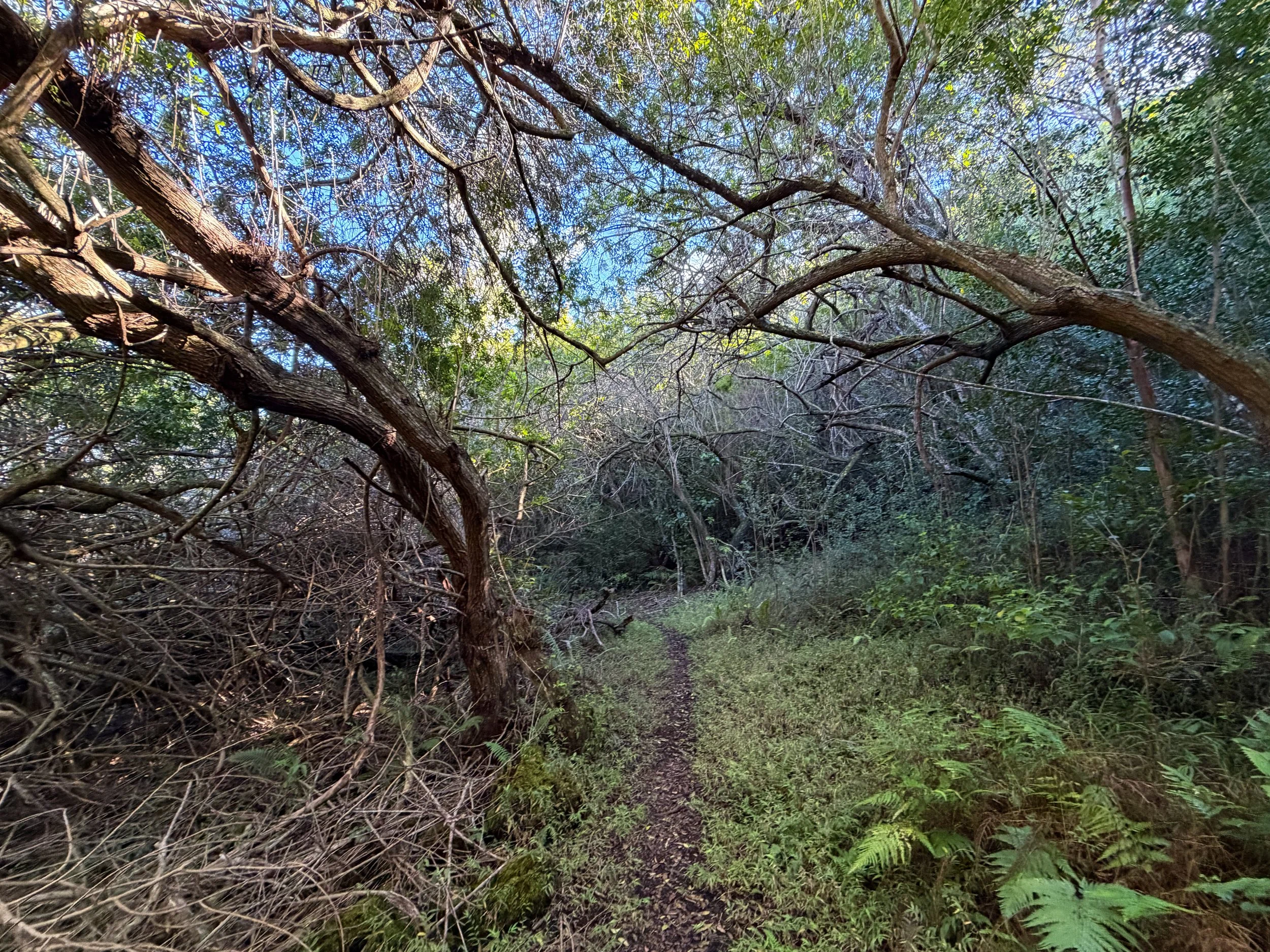 Mokuleia Trail Oahu Hawaii