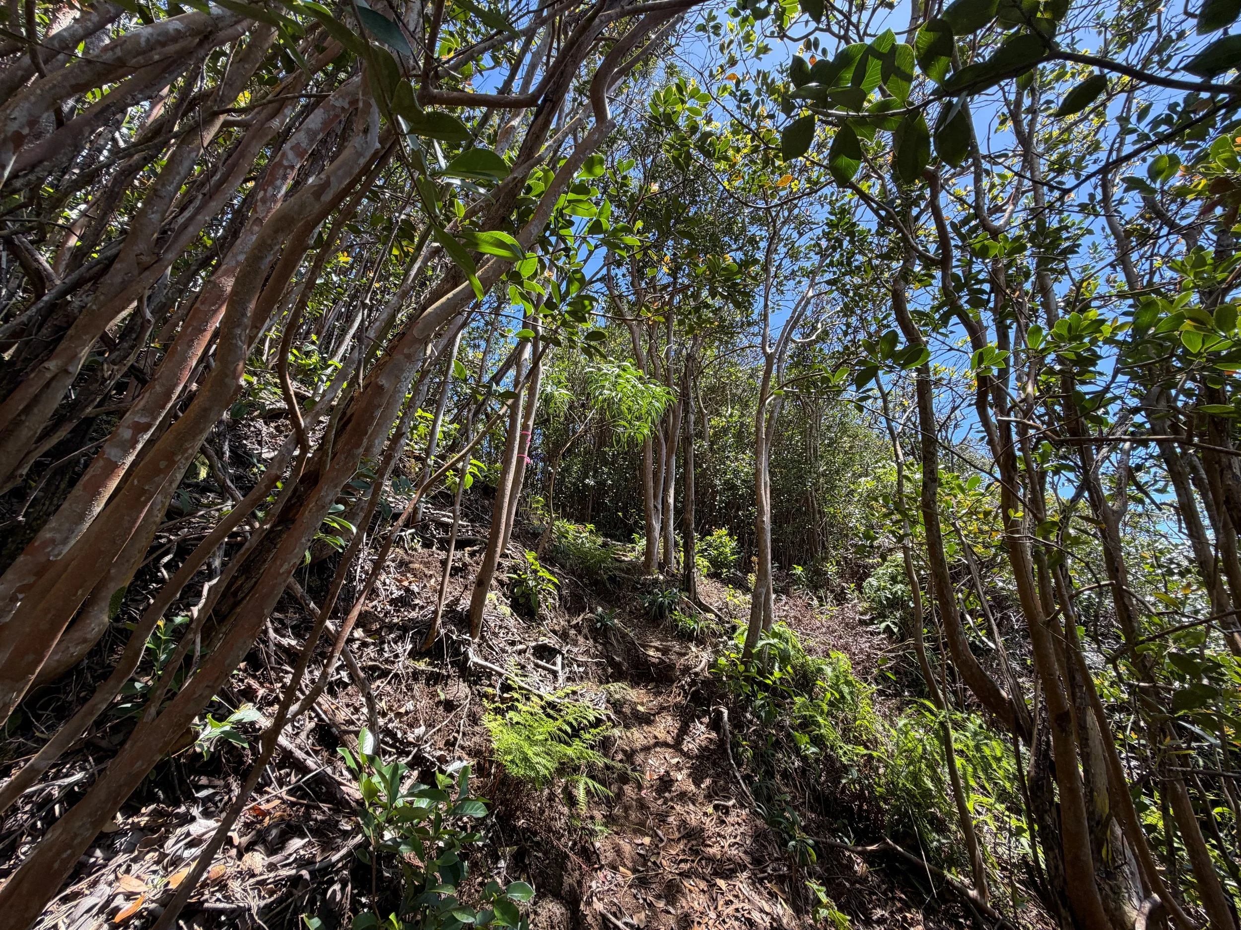 Moanalua Valley to Tripler Ridge Trail Oahu Hawaii