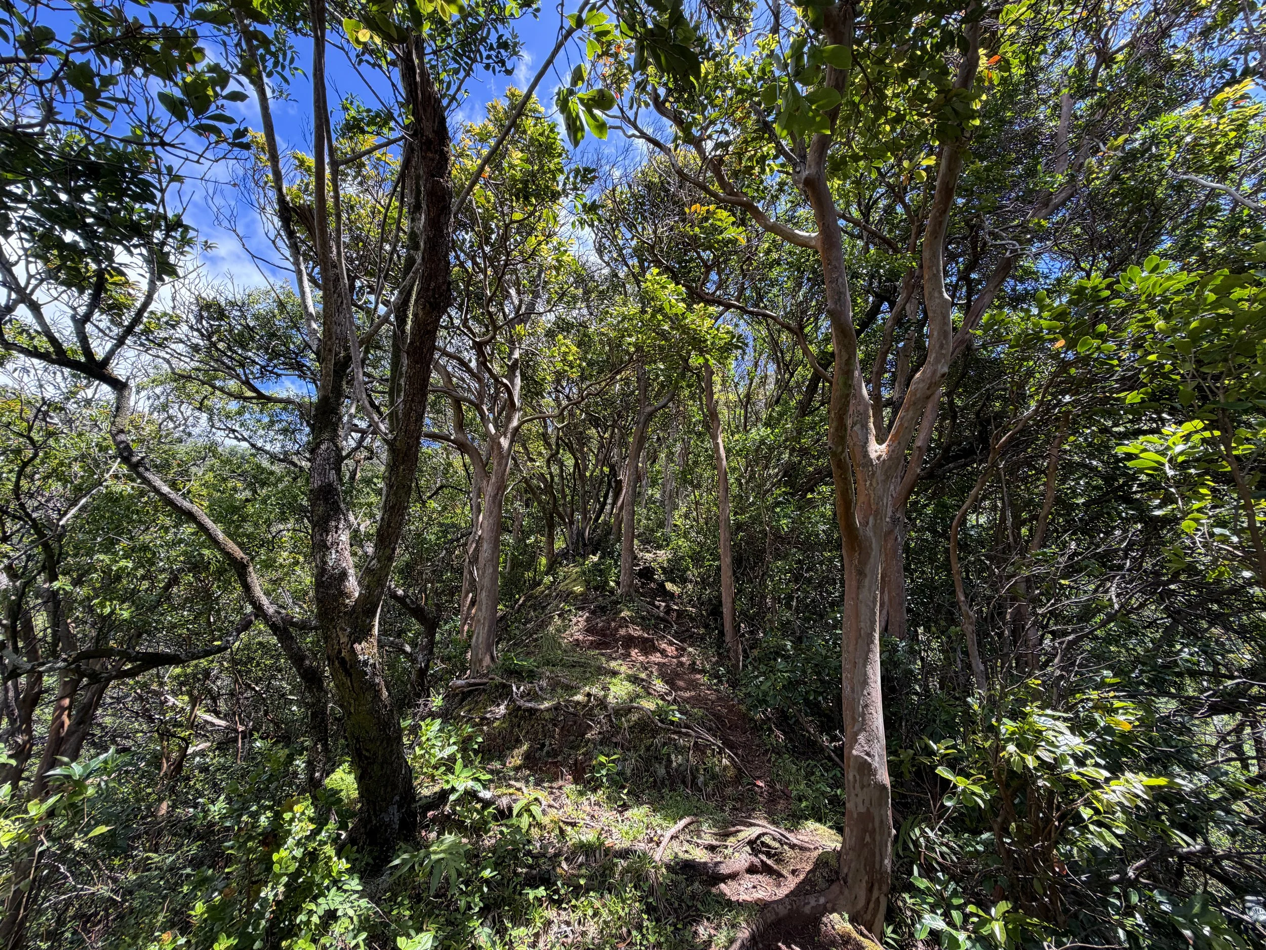 Moanalua Valley to Tripler Ridge Trail Oahu Hawaii