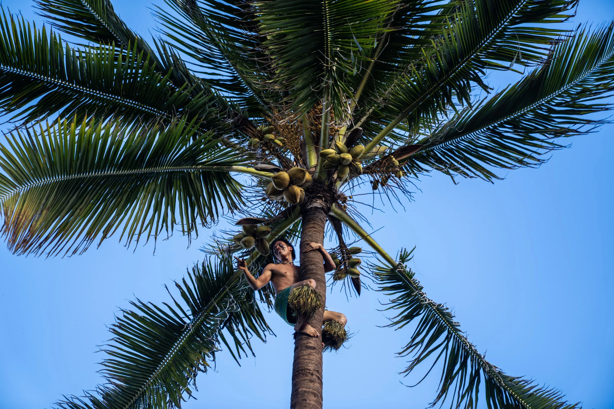 Coconut Tree Climbing Samoa Polynesian Cultural Center Oahu Hawaii