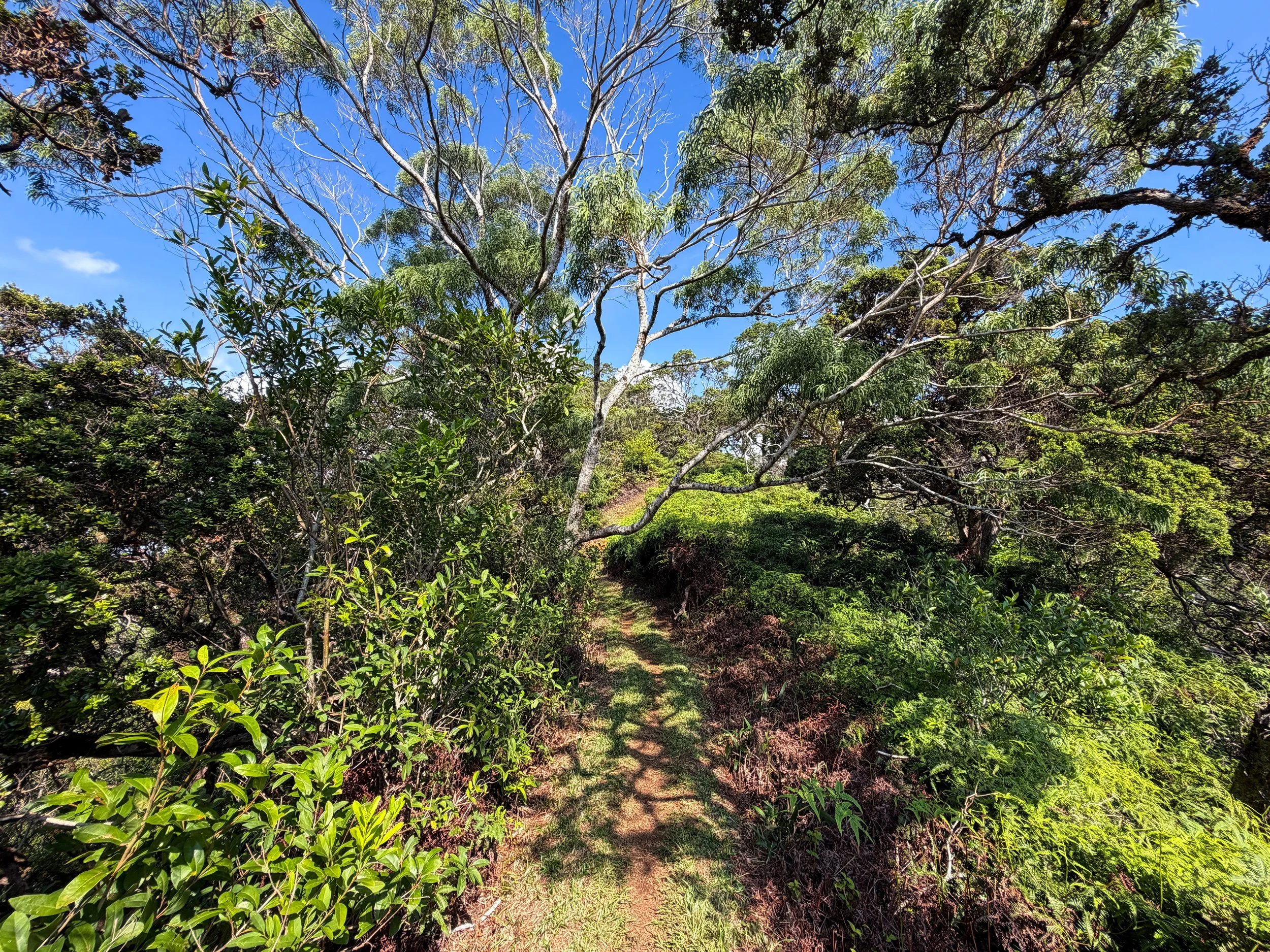 Nuuanu Trail Oahu Hawaii