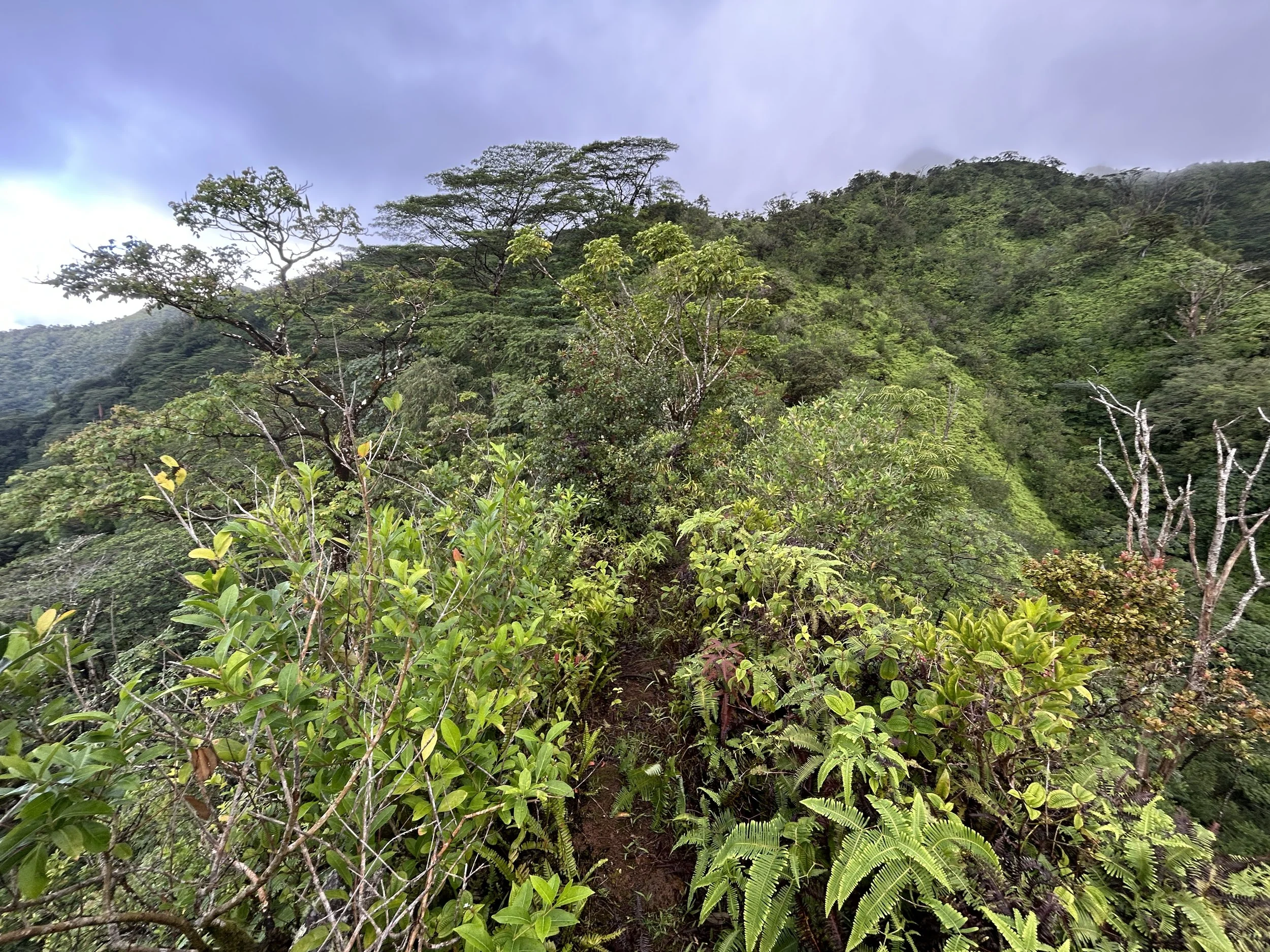 Hiking the Mānoa Middle Ridge Trail on Oʻahu — noahawaii