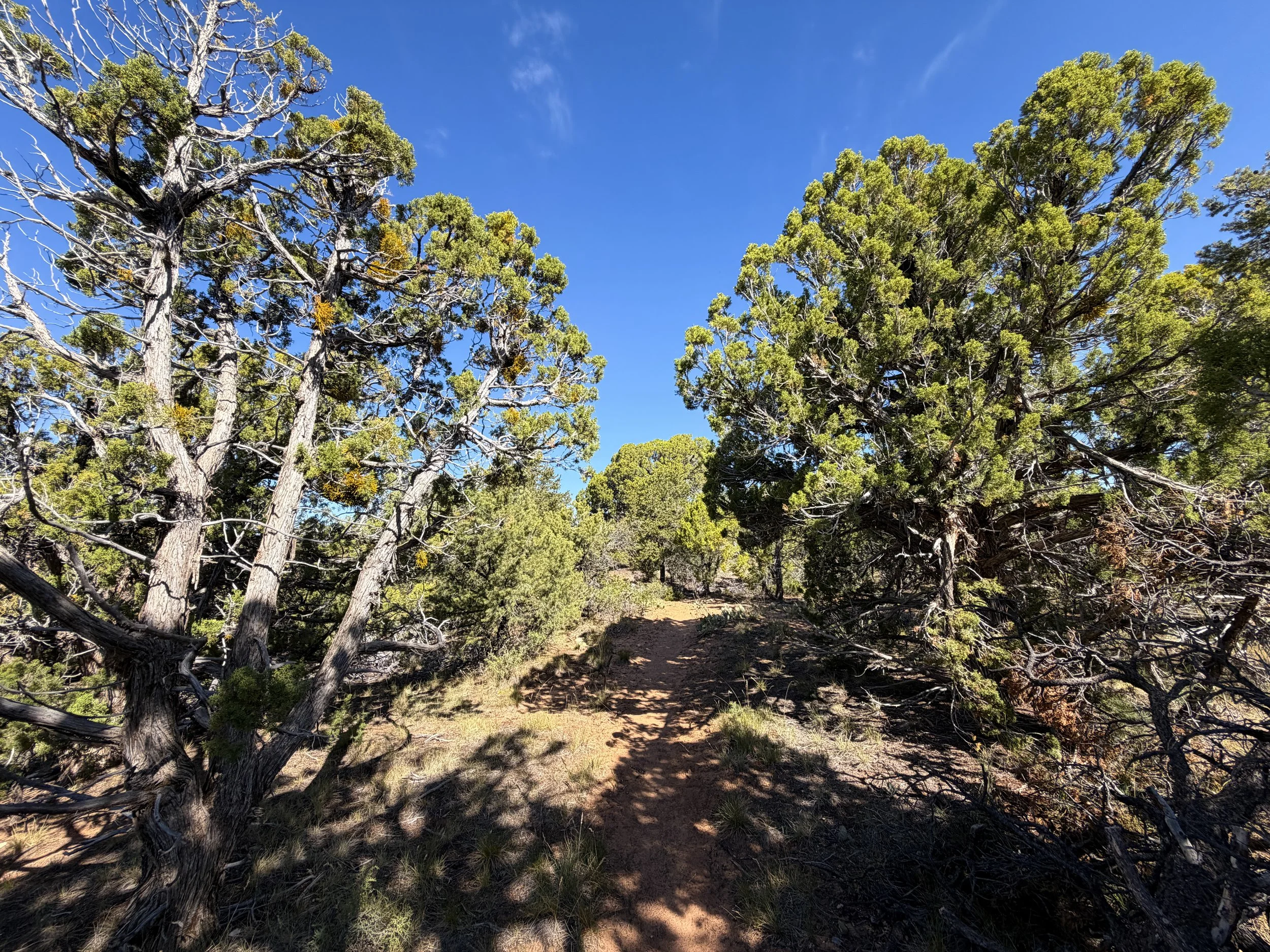 Deertrap Mountain Trail via East Rim Trail Zion National Park Utah