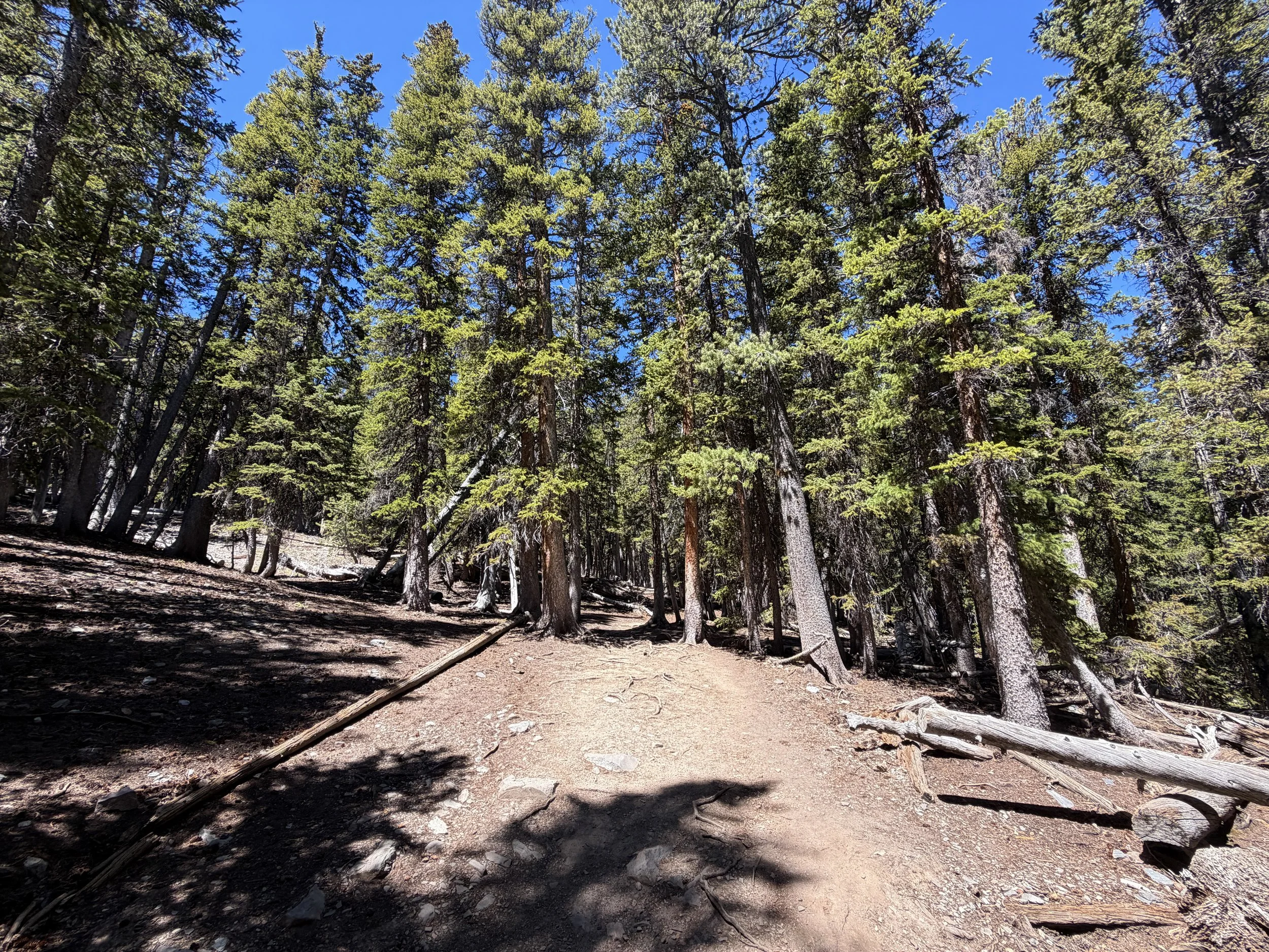 Bristlecone Hike Great Basin National Park Nevada