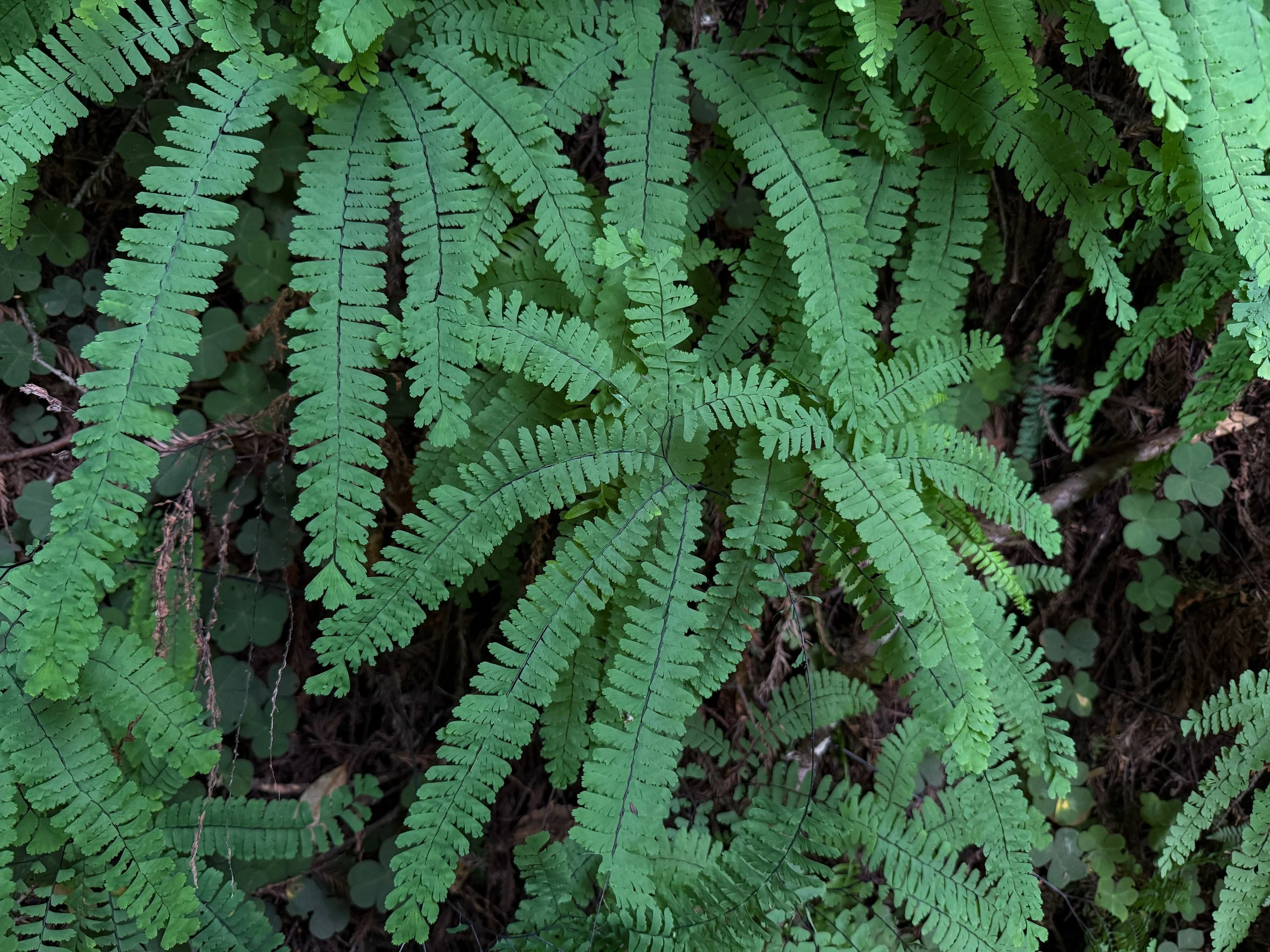 Western Maidenhair Fern Adiantum aleuticum