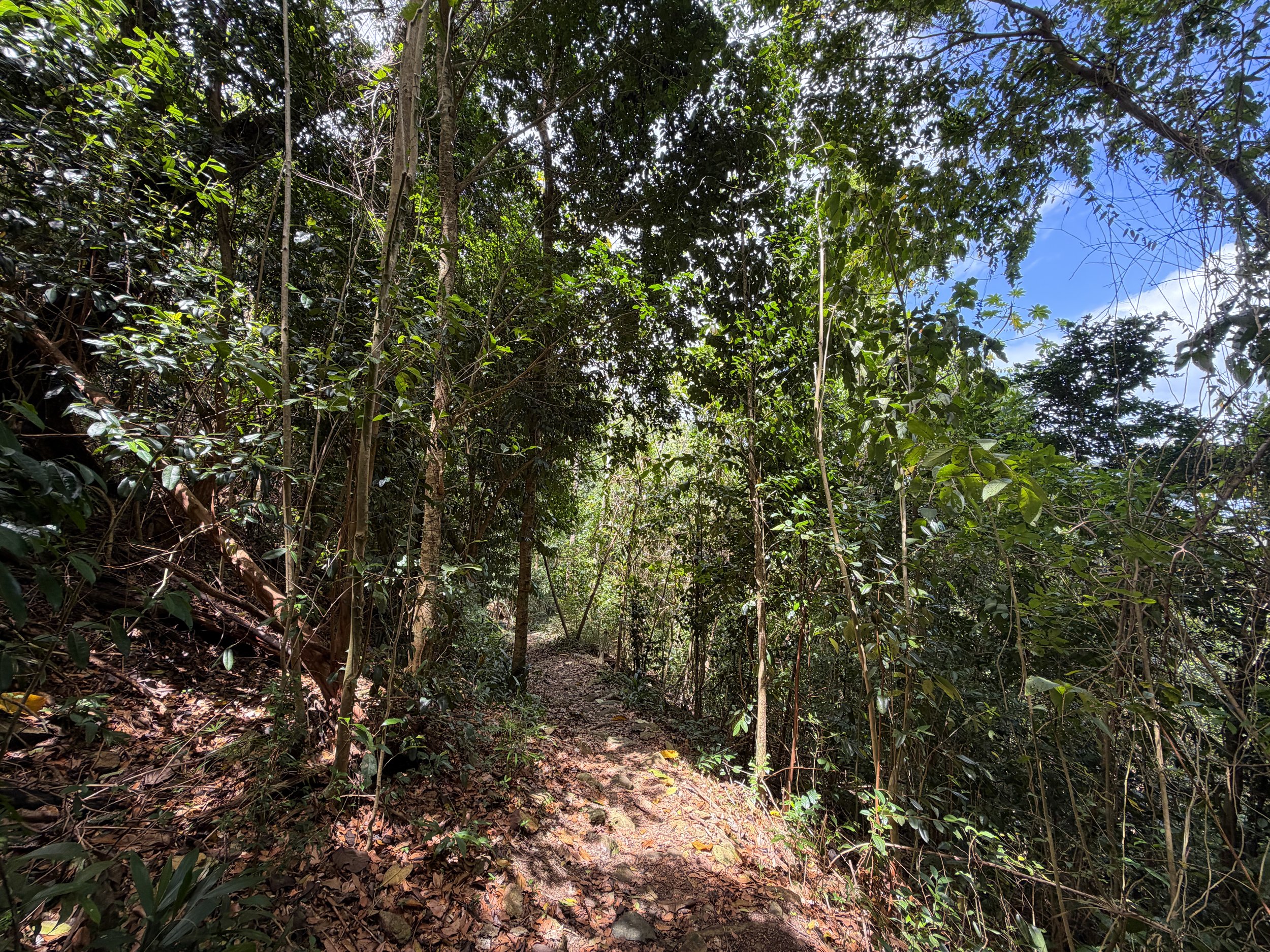 Maria Hope Trail Virgin Islands National Park