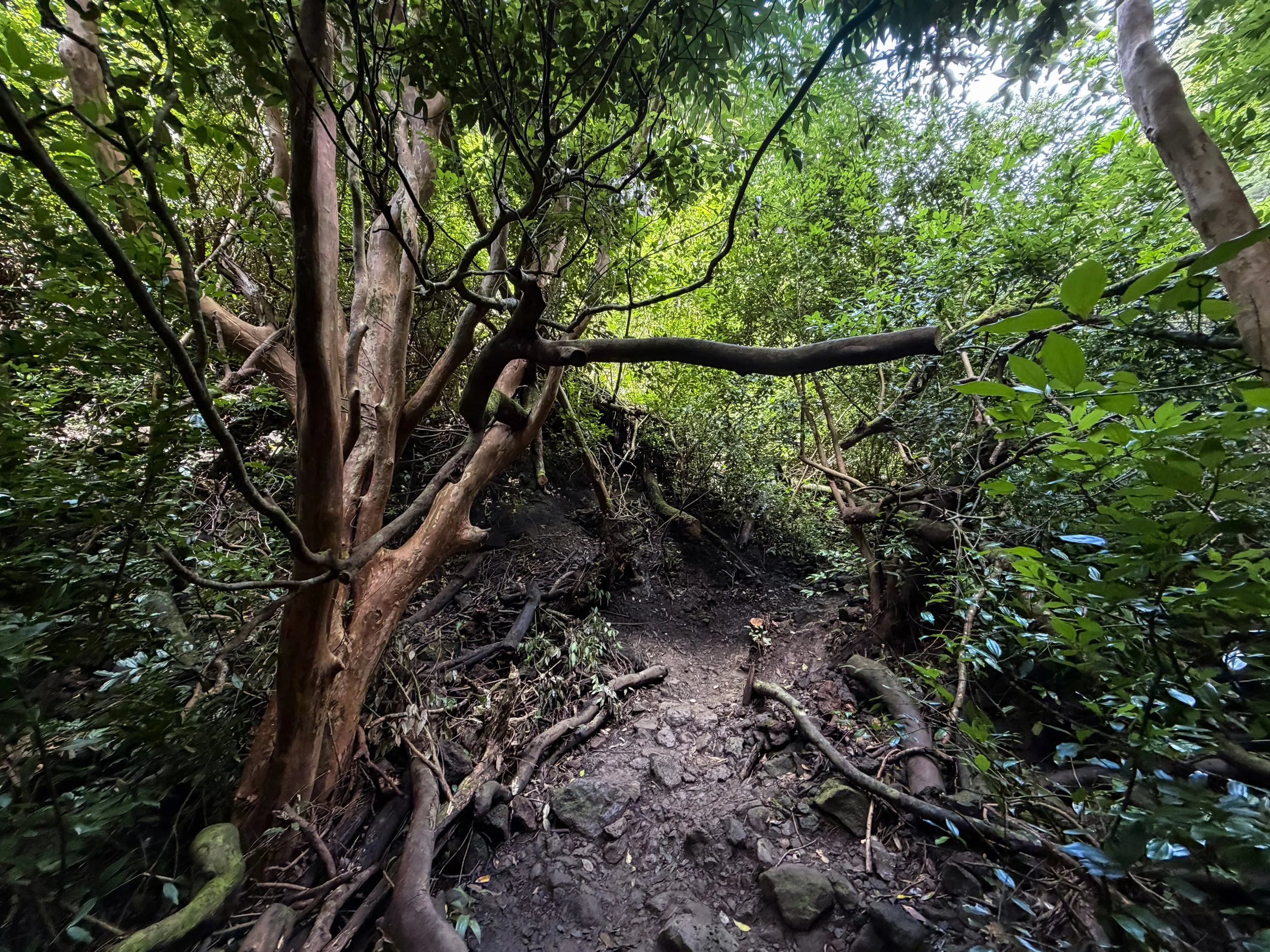 Lulumahu Falls Trail Oahu Hawaii