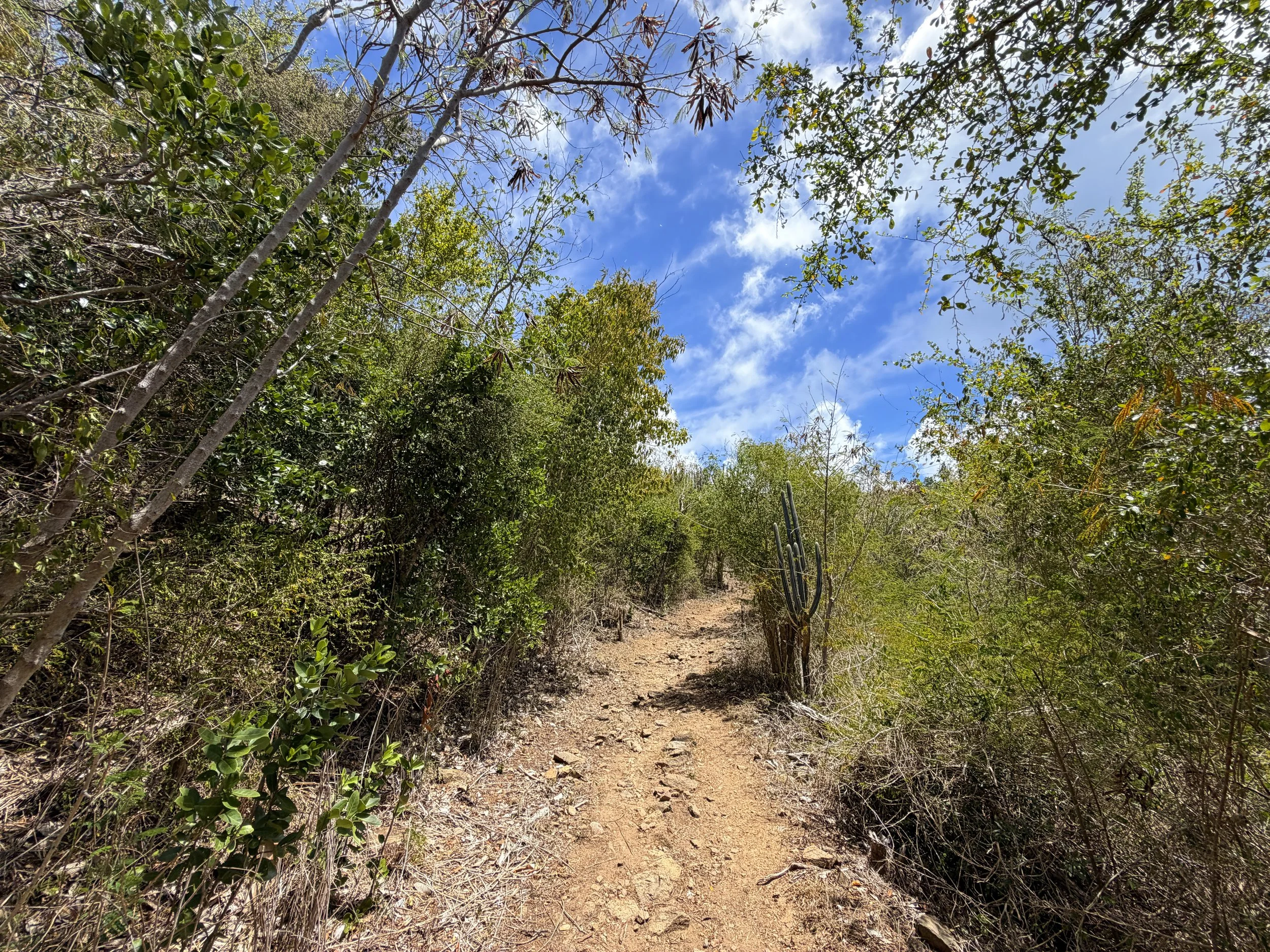 Brown Bay Trail Virgin Islands National Park