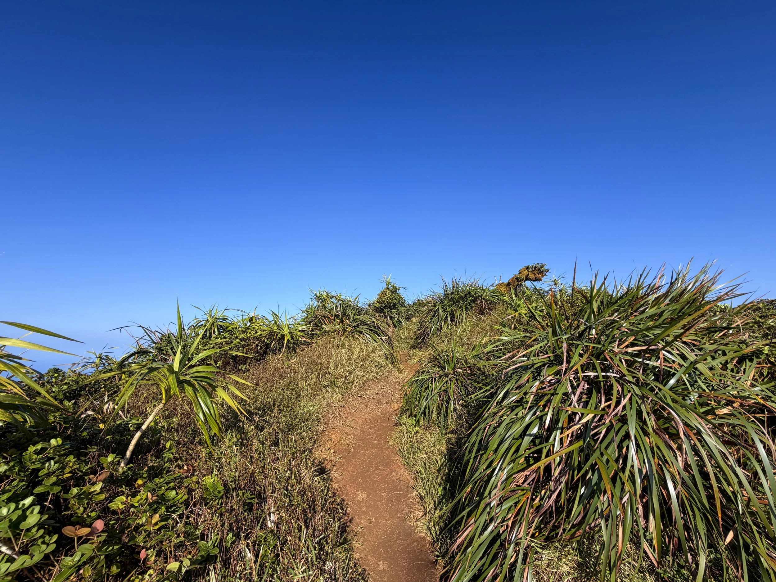 Moanalua Middle Ridge Trail to Stairway to Heaven Oahu Hawaii