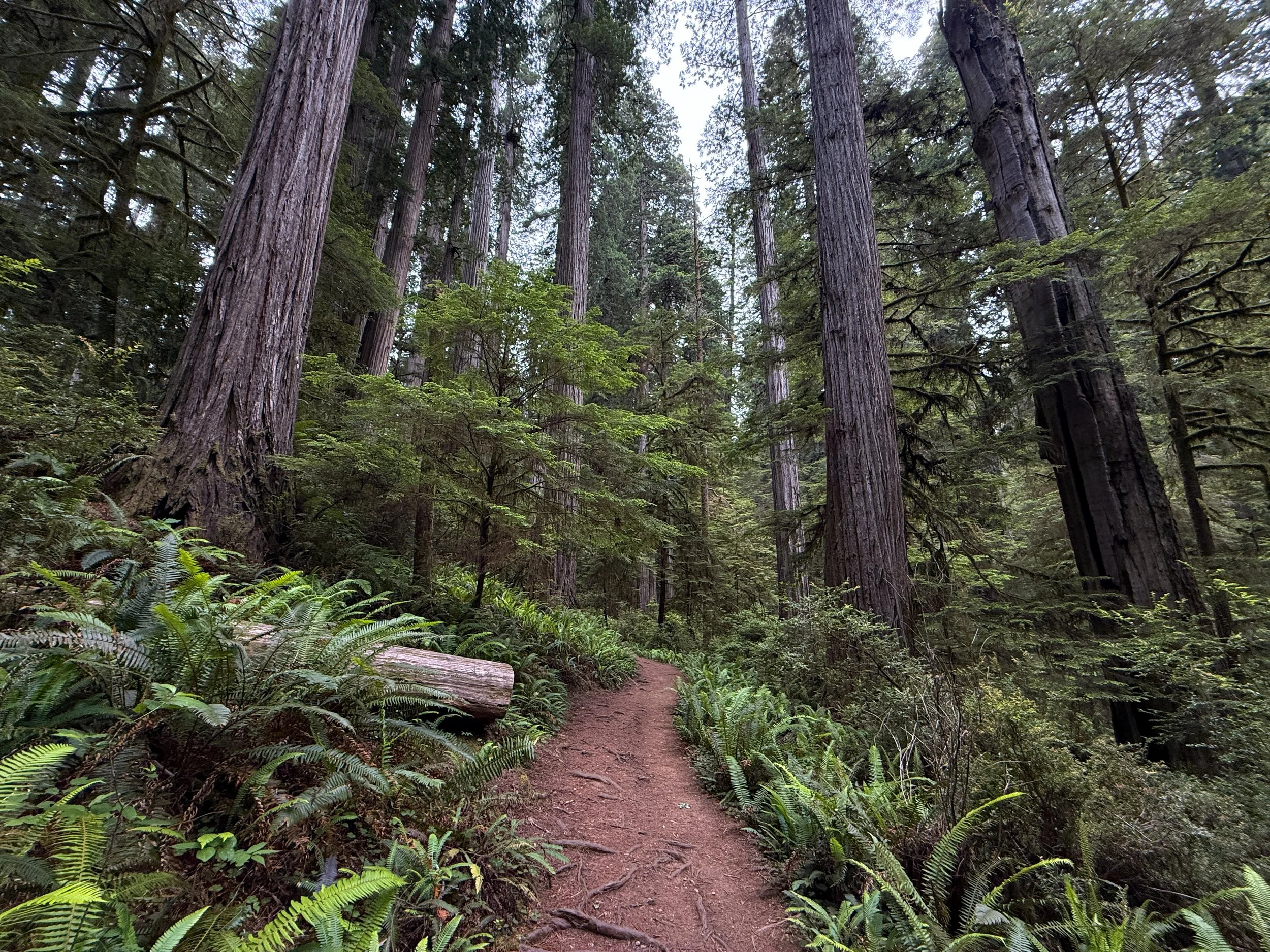 Boy Scout Tree Trail Jedediah Smith Redwoods State Park California