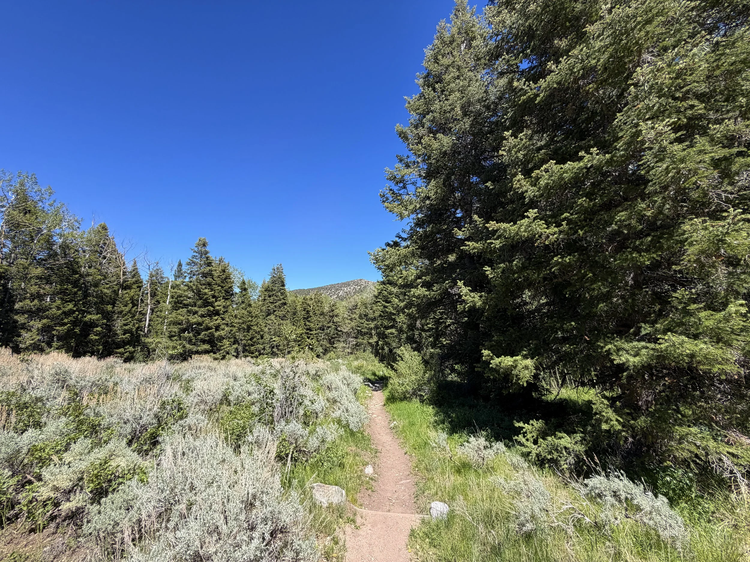 Baker Creek Loop Hike Great Basin National Park Nevada