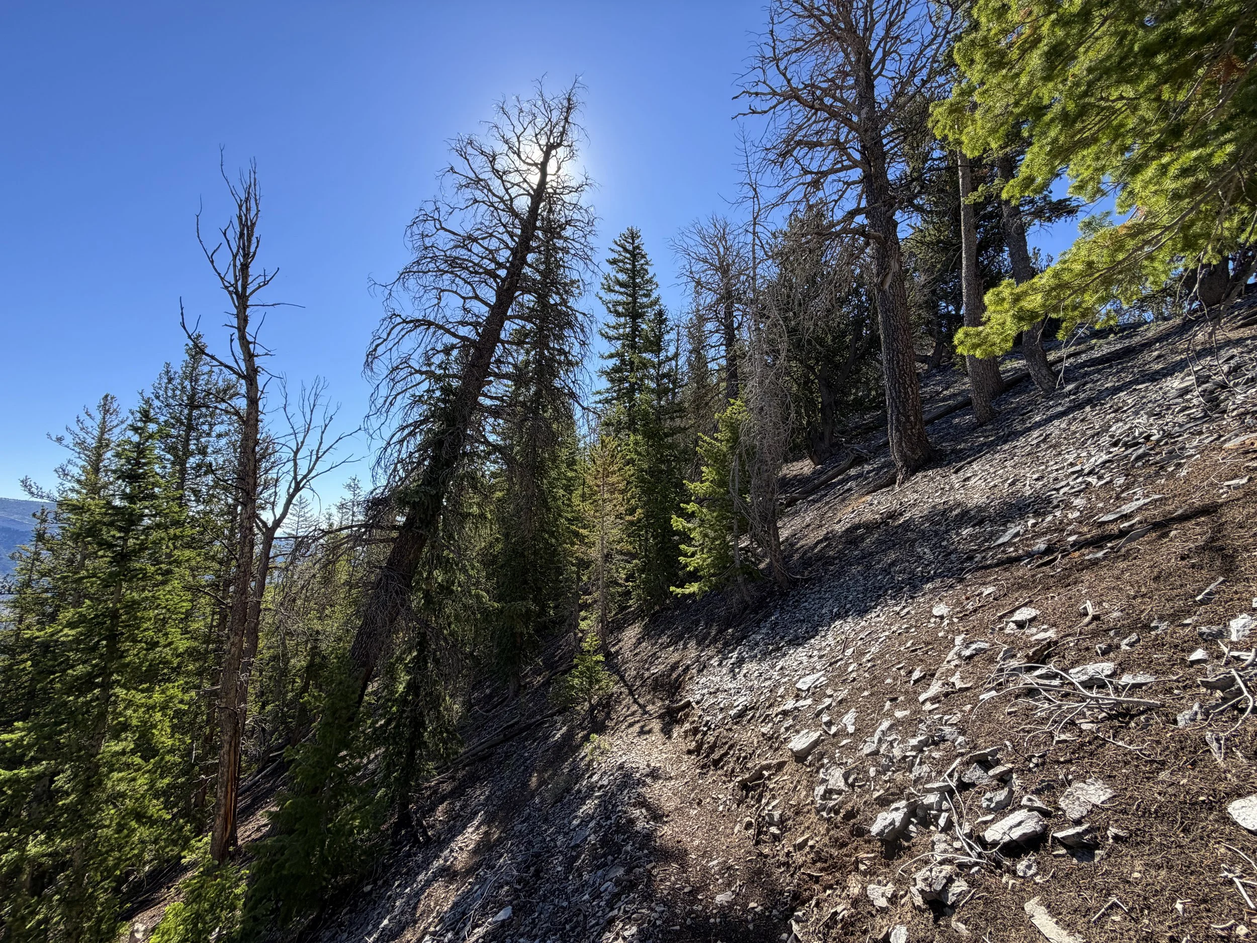 Snake Divide Trail to Magic Grove Great Basin National Park Nevada