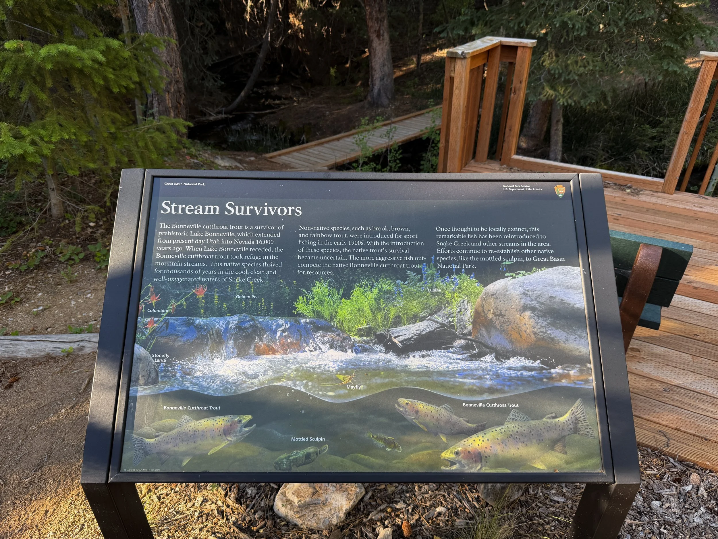 Snake Divide Trail Great Basin National Park Nevada