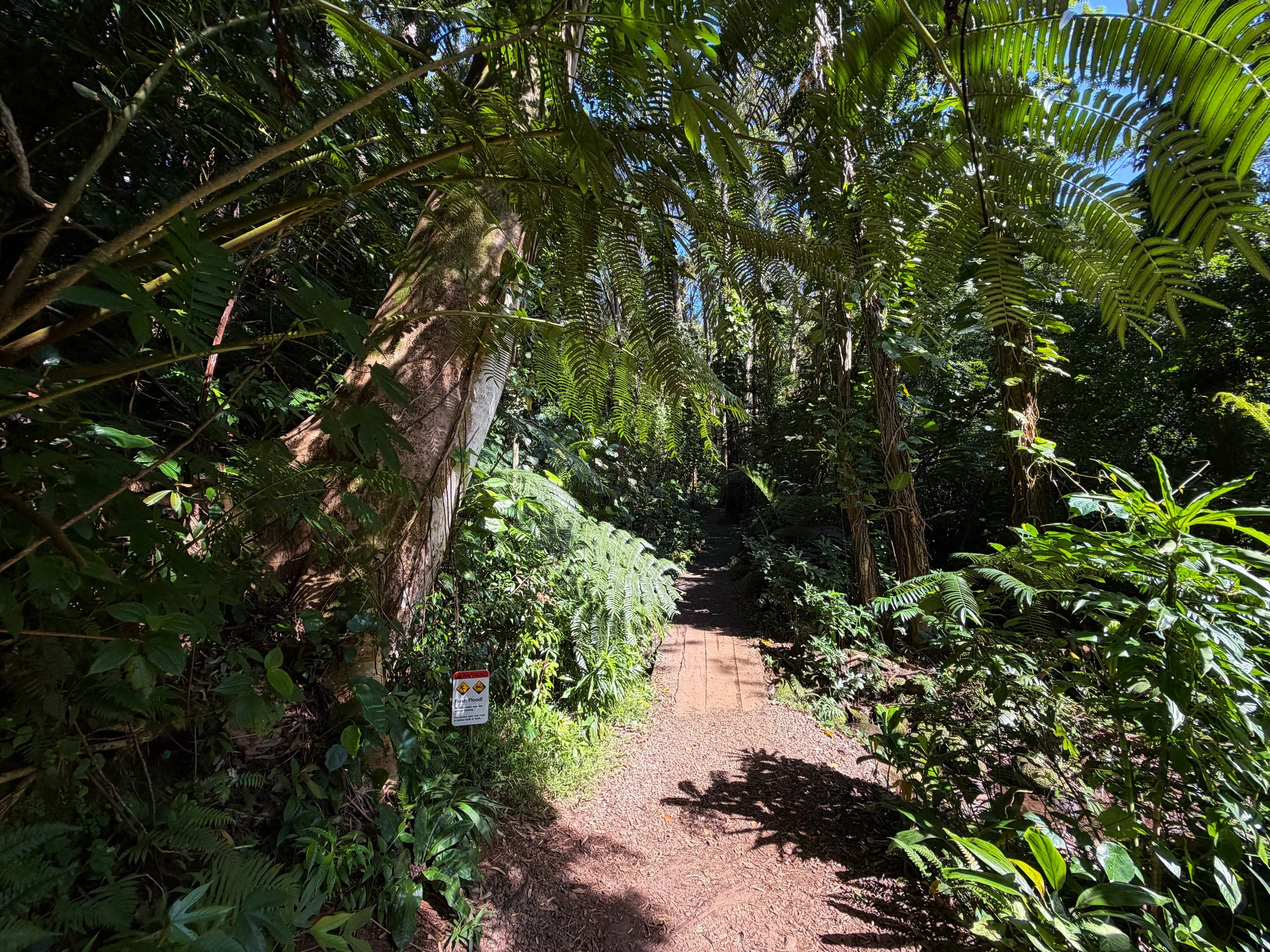Manoa Falls Trail Oahu Hawaii