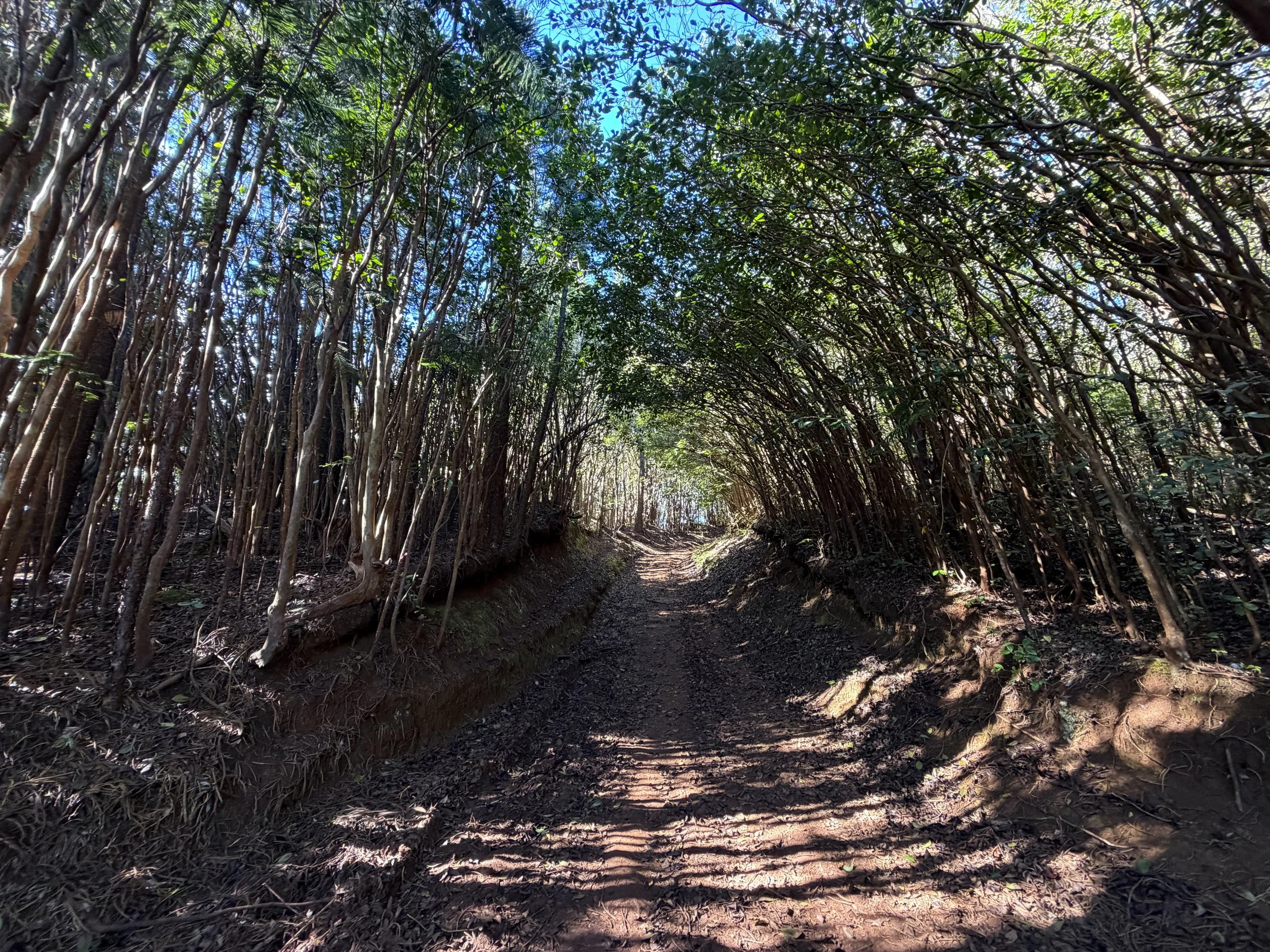 Wiliwilinui Ridge Hike Oahu Hawaii