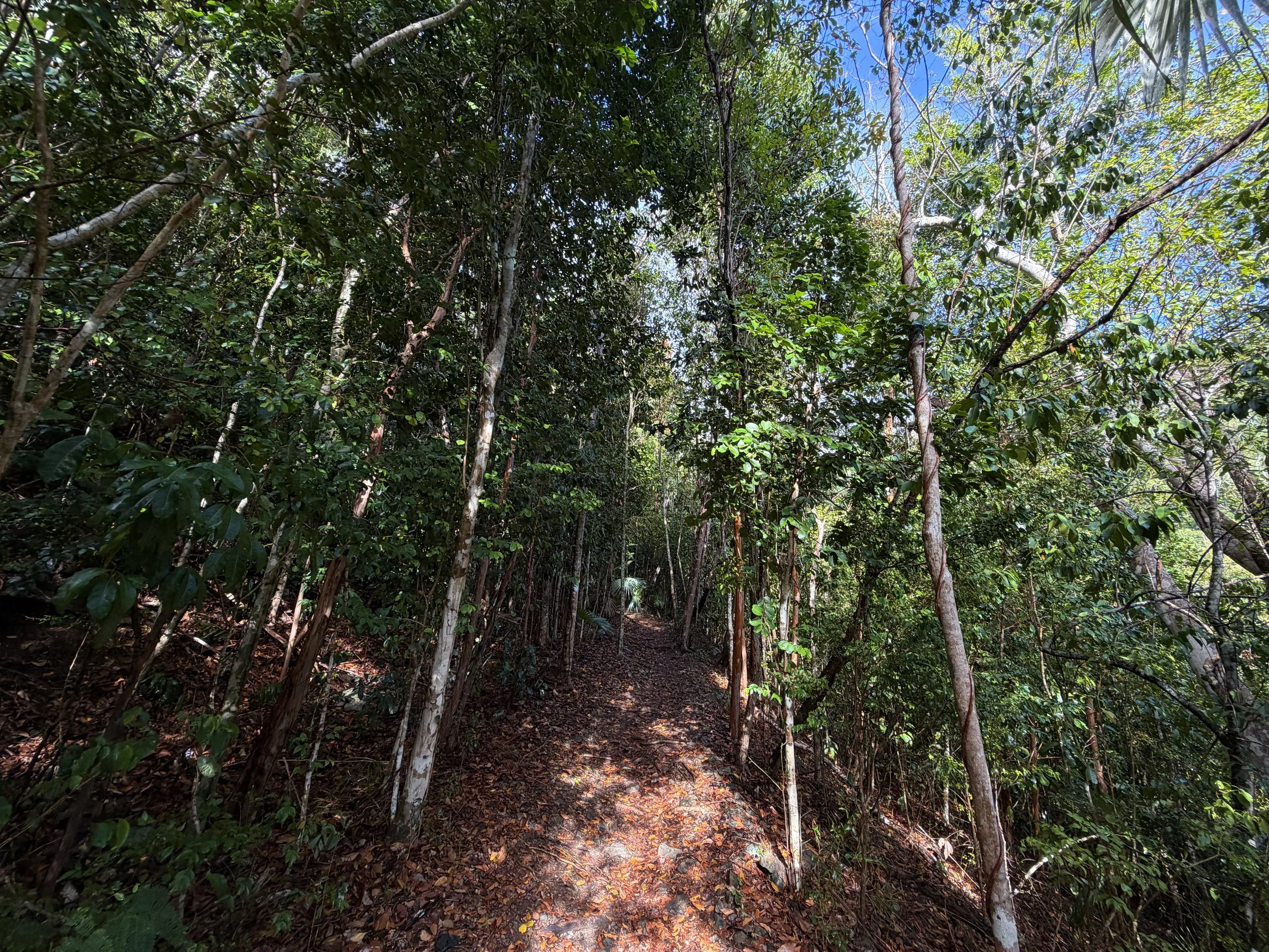 America Hill Hike via Cinnamon Bay Virgin Islands National Park