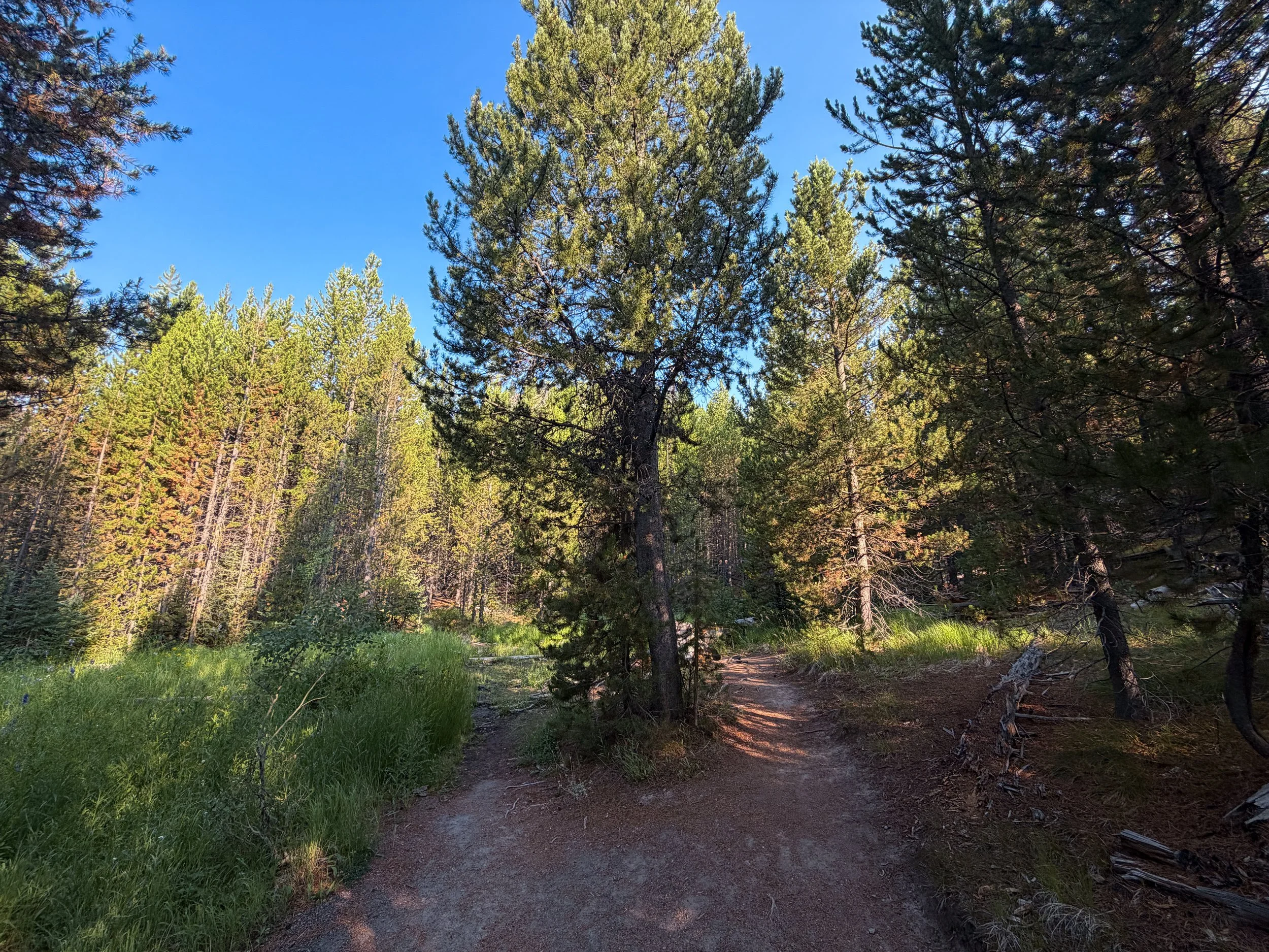 Mystic Falls Hike Yellowstone National Park Wyoming