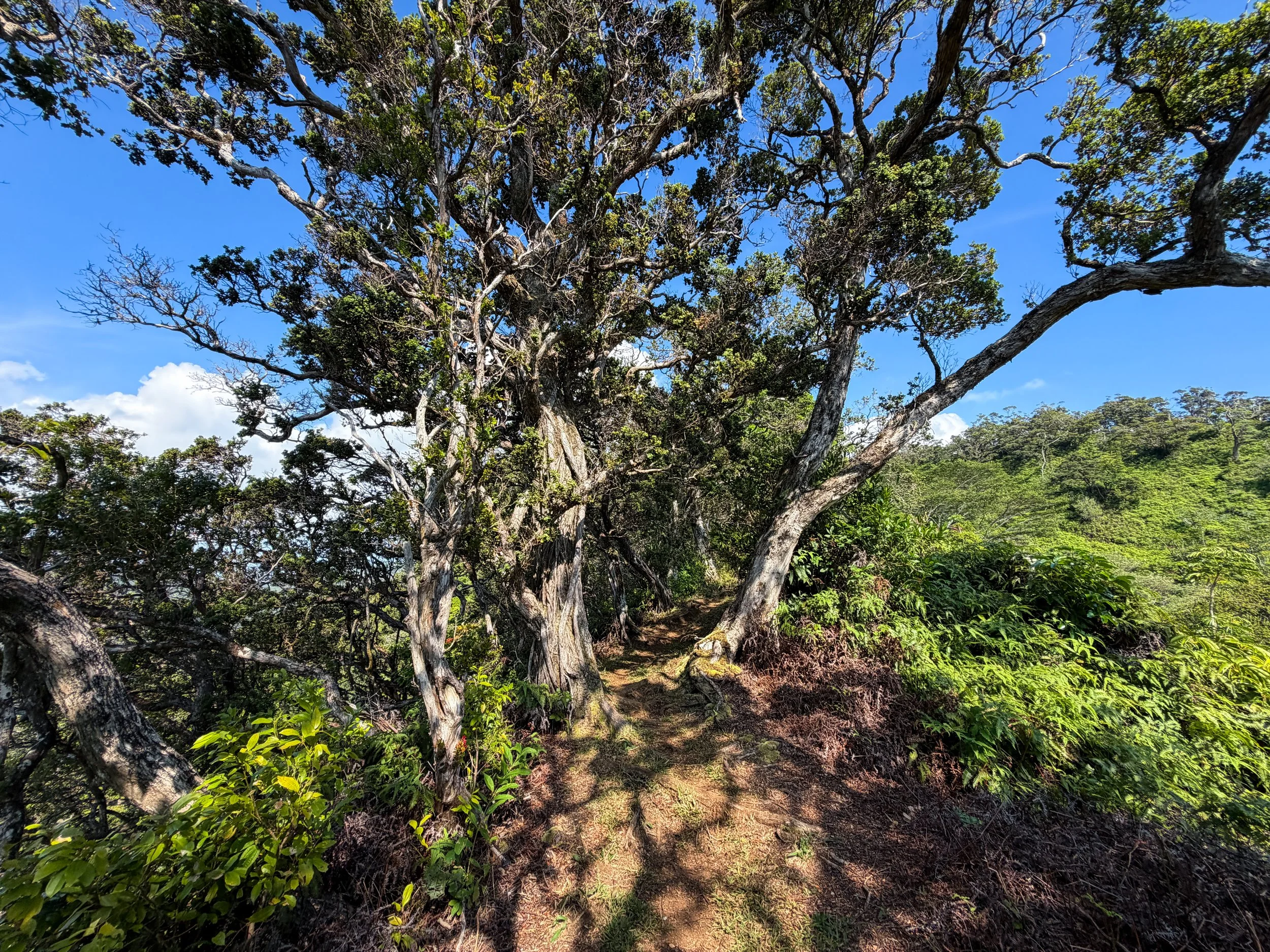 Nuuanu Trail Oahu Hawaii