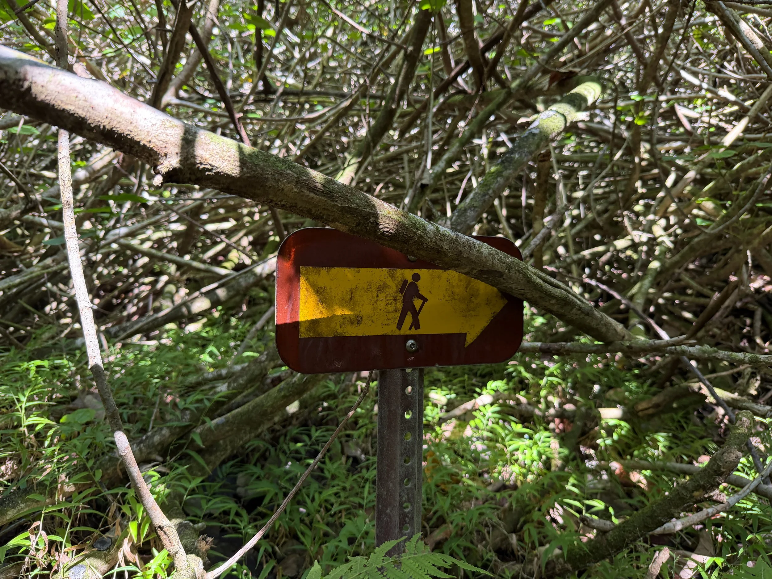Kulanaahane Trail to Moanalua Saddle Oahu Hawaii