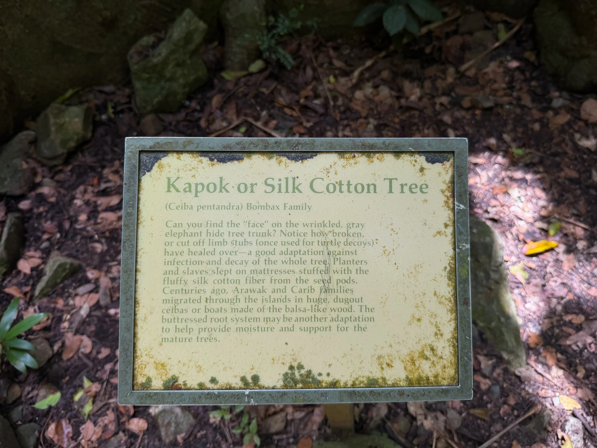 Reef Bay Hike Virgin Islands National Park