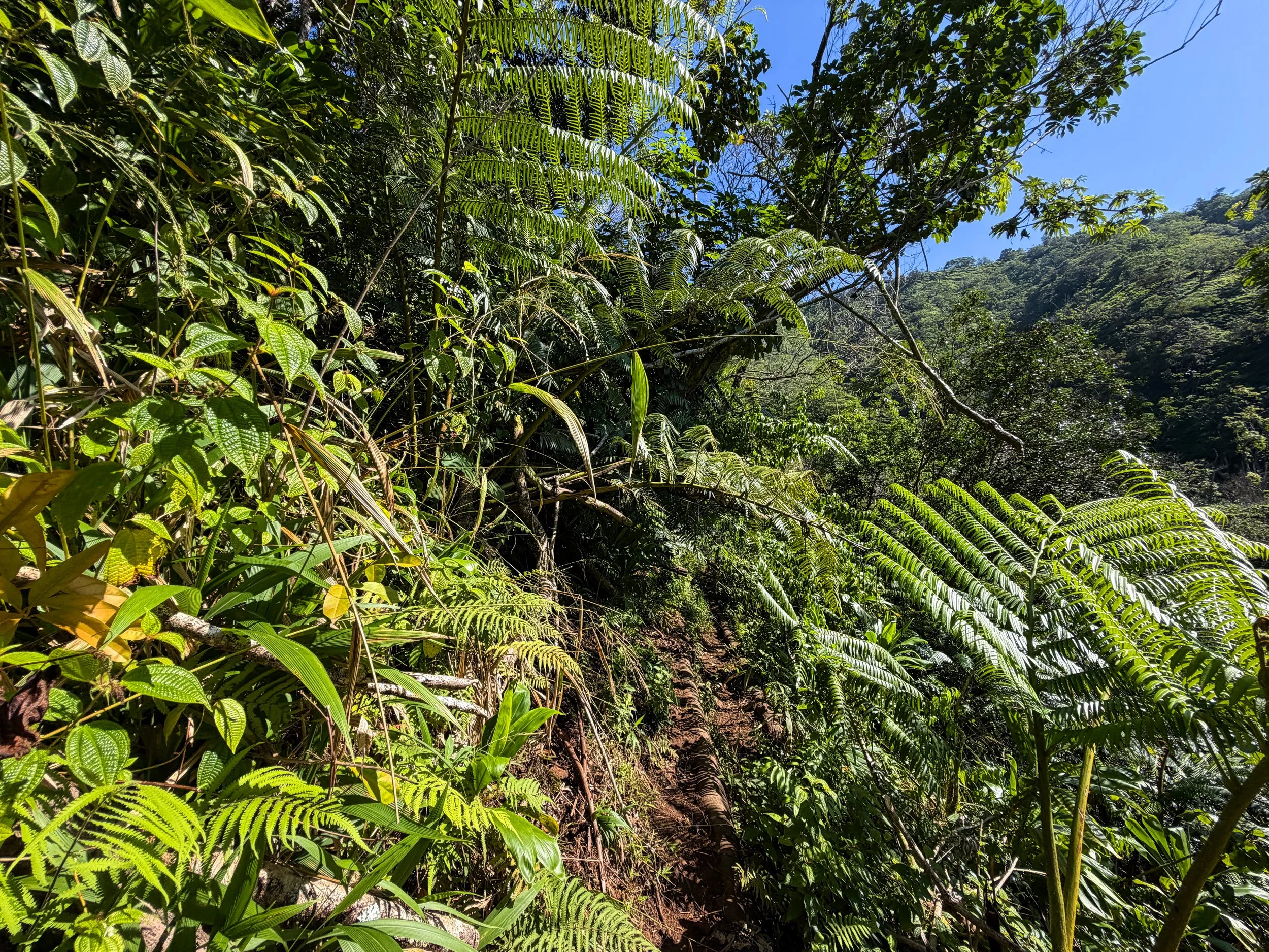 Kaau Crater Loop Hike Oahu Hawaii