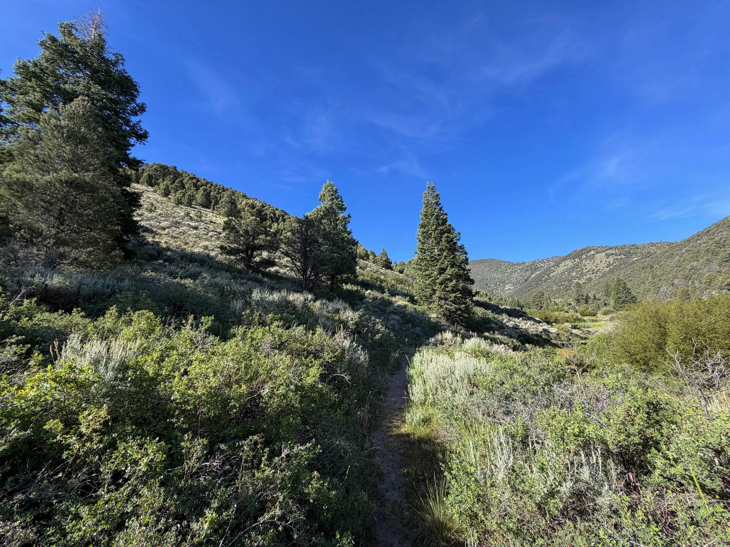 Pole Canyon Loop Trail Great Basin National Park Nevada