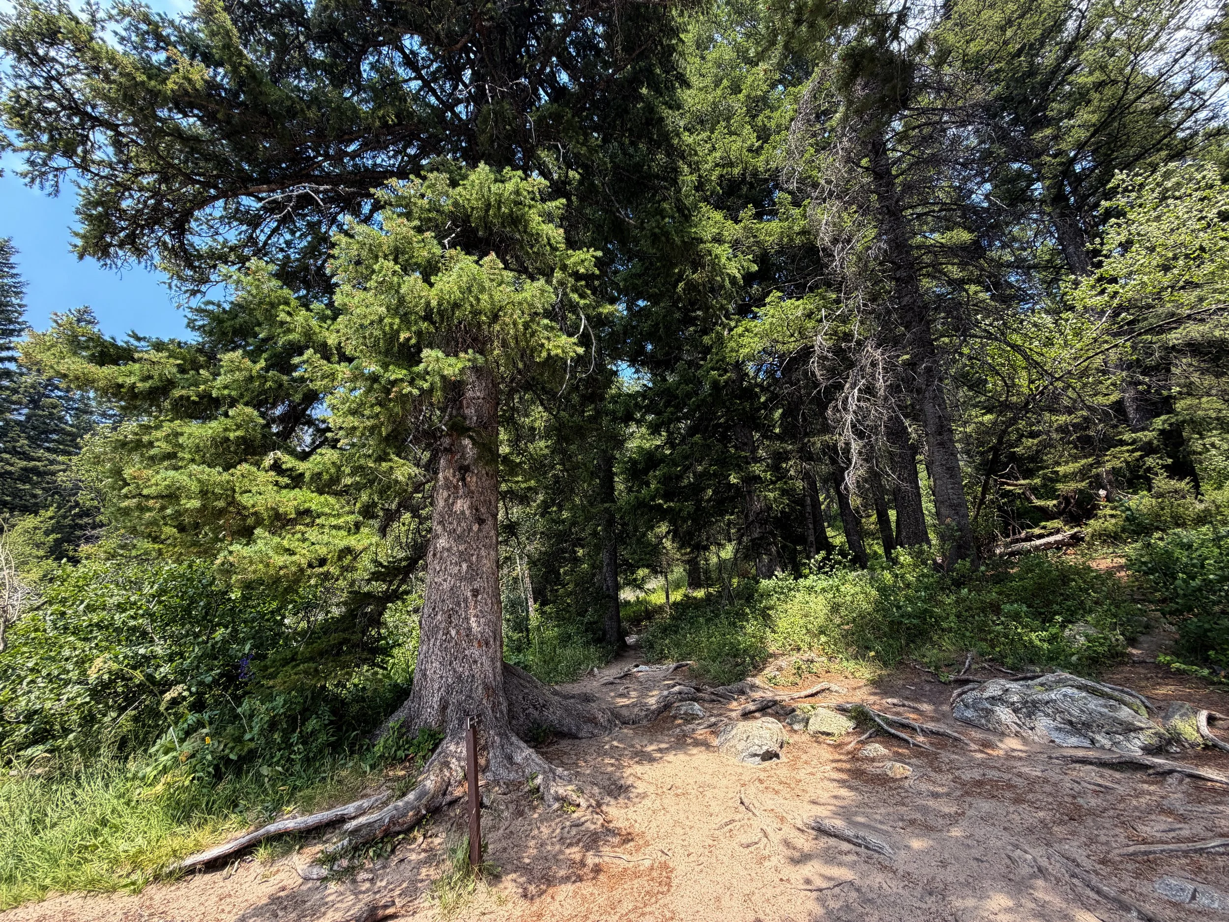 Phelps Lake Loop Trail Grand Teton National Park Wyoming