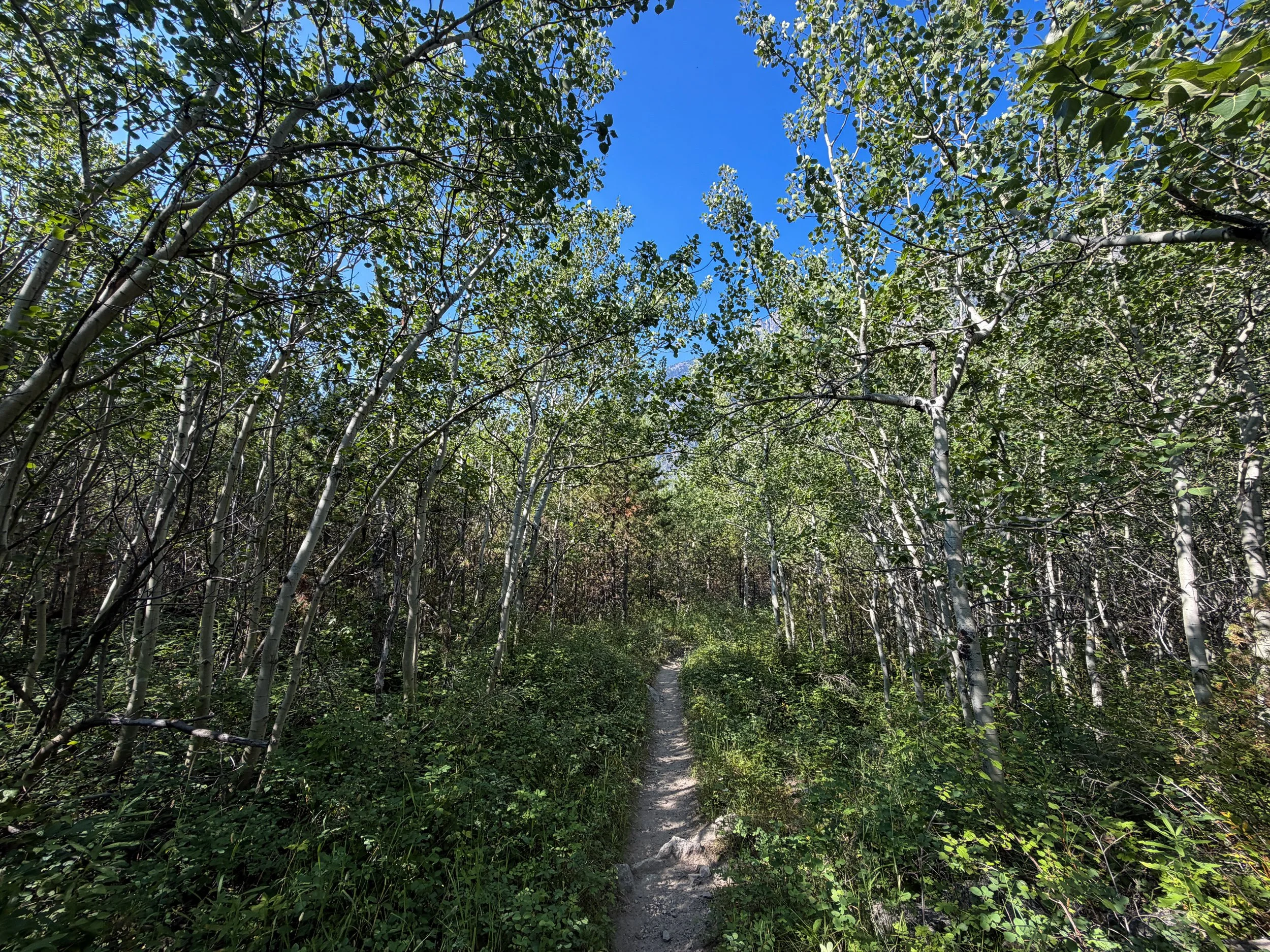 East Rosebud Trail Beartooth Mountains Montana